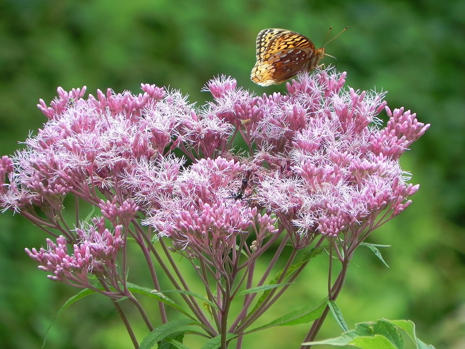 Spotted Joe Pye Weed 100 Semillas Dulce Eutrochium maculatum
