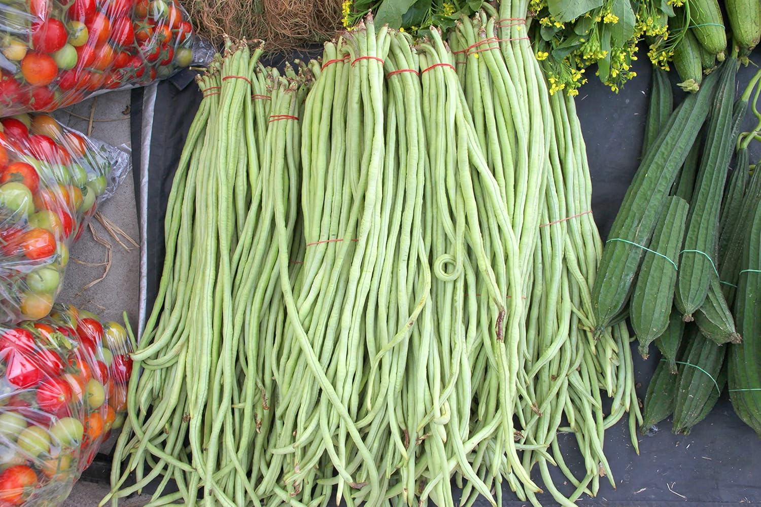 Yard – Semillas de frijol largo, más de 85 semillas, semillas de frijoles largos asiáticos, semillas de frijoles de espárragos, Phaseolus vulgaris,