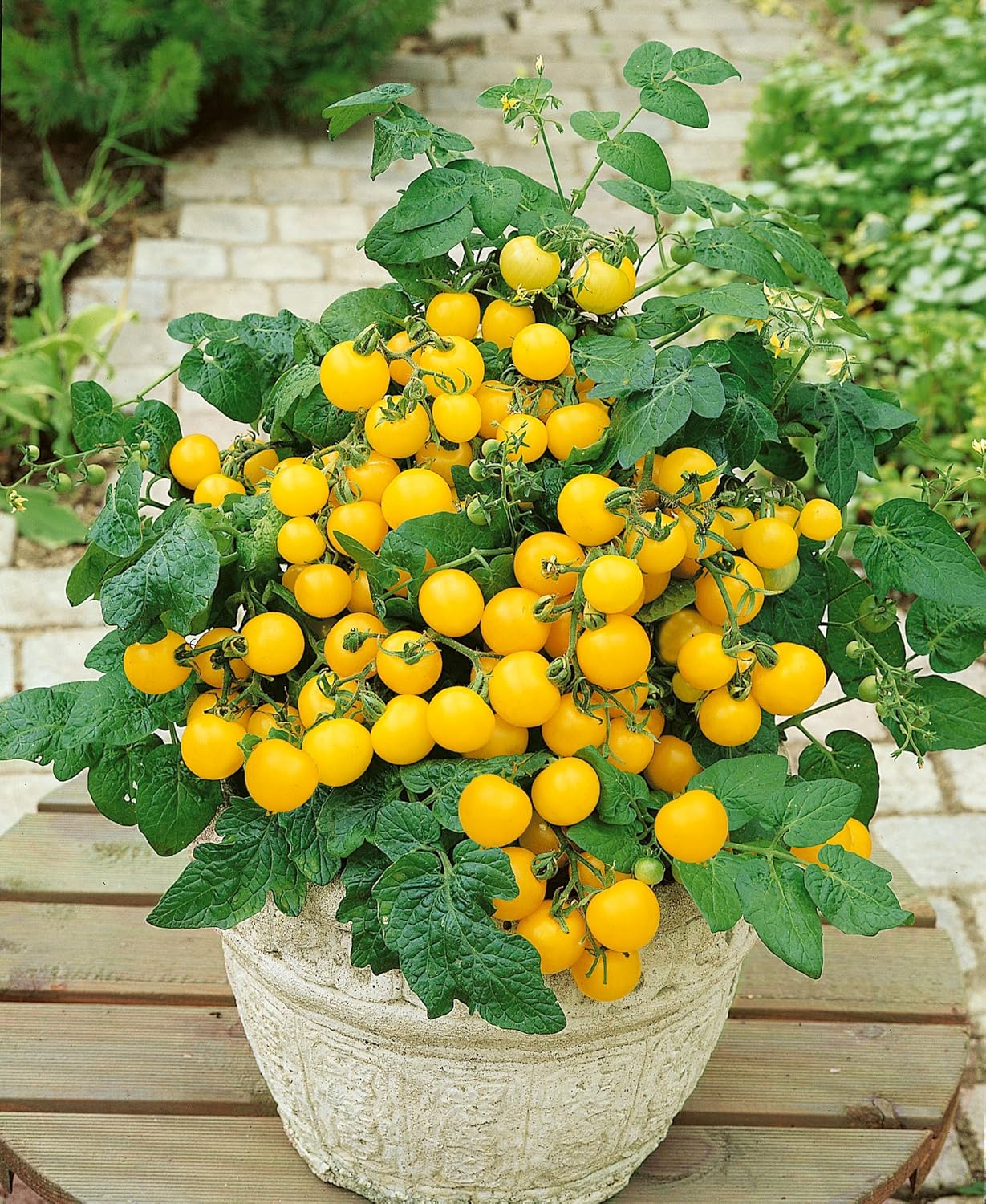 Semillas de tomate enano de interior amarillo determinan reliquia no transgénica