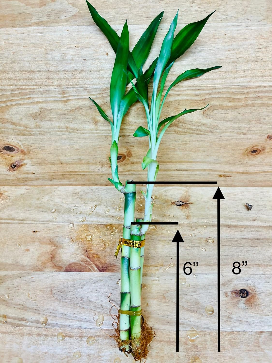 Lucky Bamboo en jarrón de elefante de cerámica, 3 tallos de 6 pulgadas, 6 pulgadas y 8 pulgadas, incluye rocas de guijarros de río