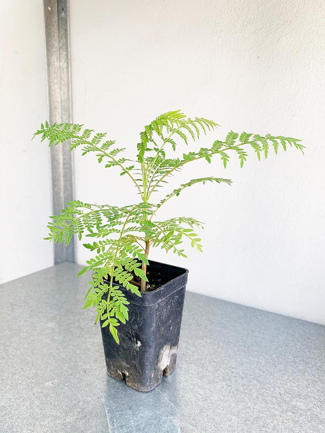 Jacaranda mimosifolia  Árbol de Jacaranda azul  Árbol bonsái de 3 a 4 pulgadas de alto  Planta de inicio