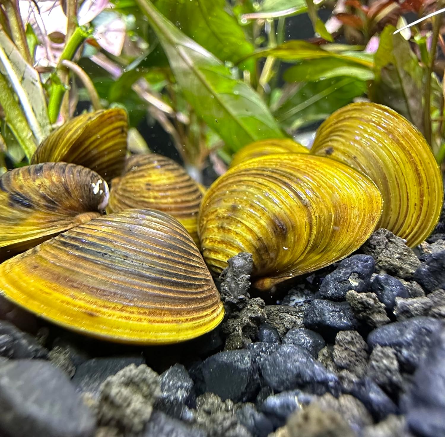 Almeja dorada de agua dulce (paquete de 3) – Almeja de estanque de acuario vivo