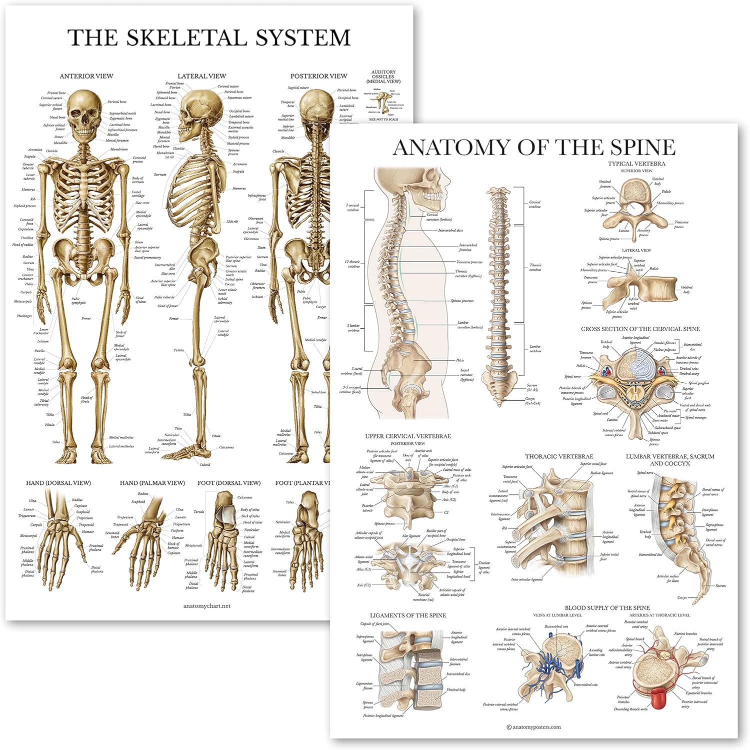 Palace Learning Paquete de 2 Anatomía del sistema esquelético + Anatomía de la columna vertebral – Juego de 2 tablas anatómicas – Laminado – 18 x 24