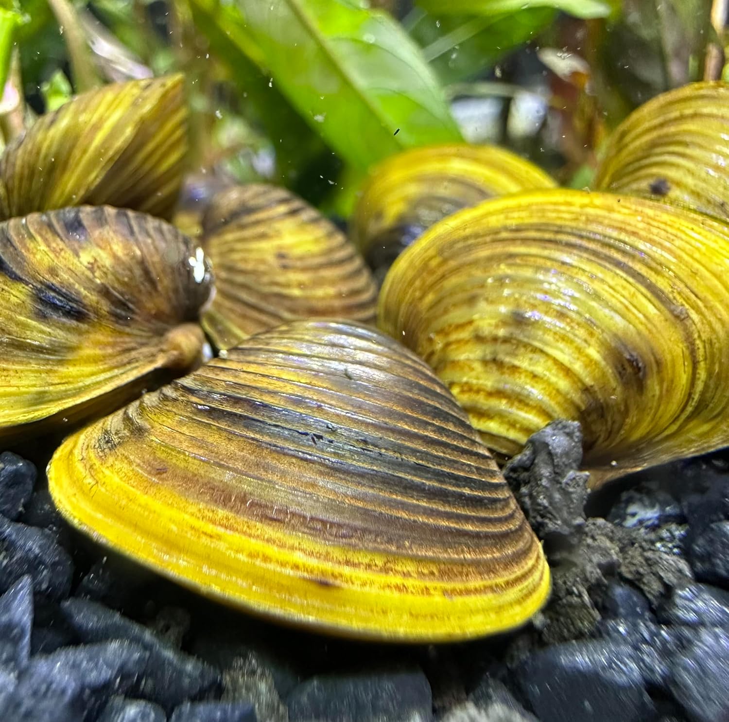 Almeja dorada de agua dulce (paquete de 3) – Almeja de estanque de acuario vivo