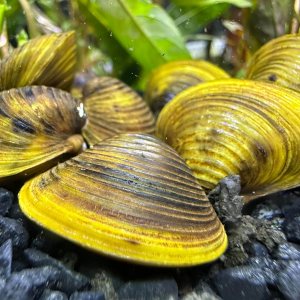 Almeja dorada de agua dulce (paquete de 3) – Almeja de estanque de acuario vivo Almeja dorada de agua dulce (paquete de 3) – Almeja de estanque de acuario vivo