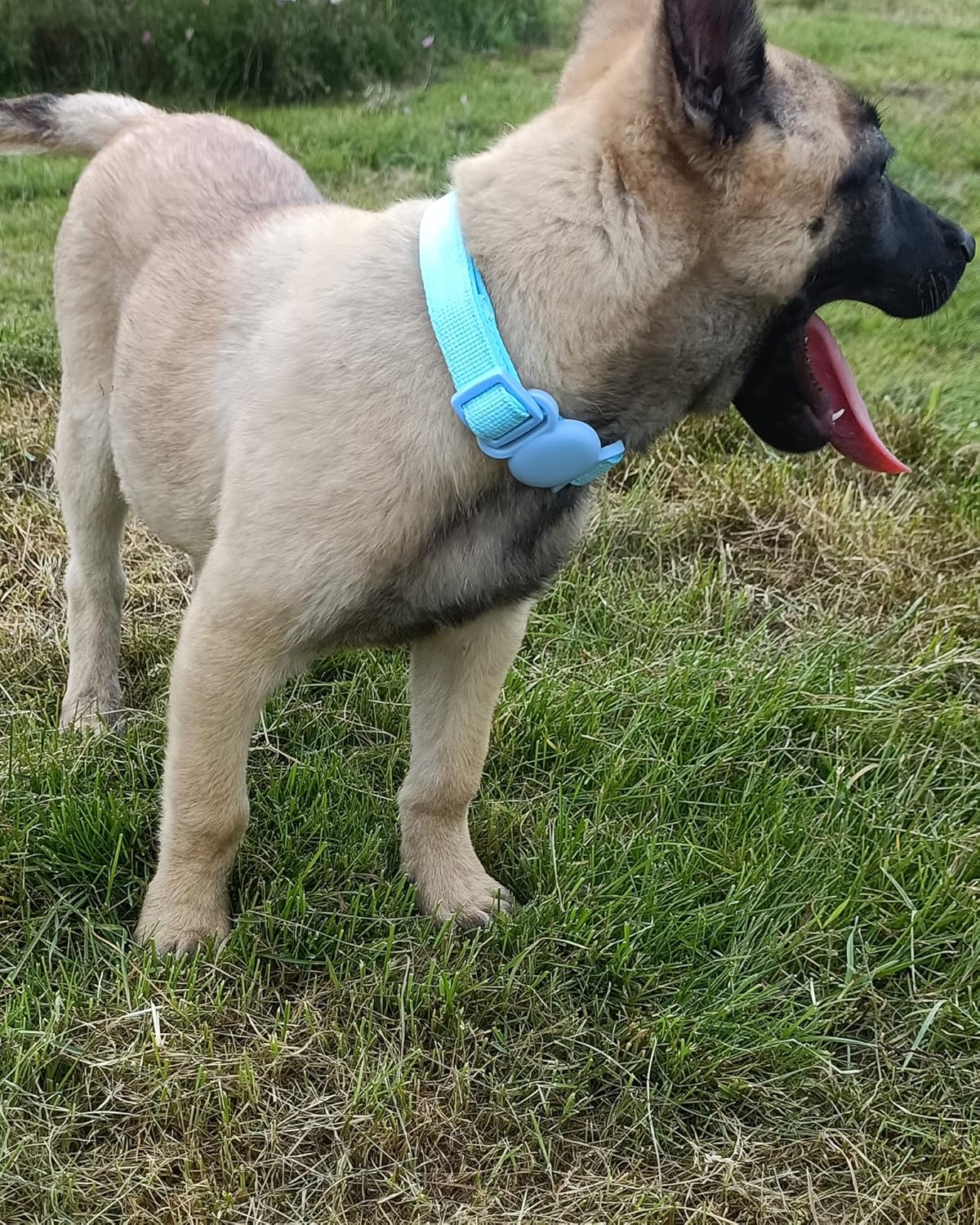 Petank Airtag – Collar de perro para perros pequeños, medianos y grandes, collares acolchados suaves con dispositivo de etiqueta de aire de