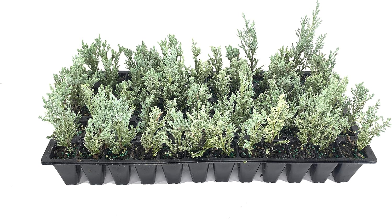Enebro Moonglow – 3 árboles vivos – Juniperus Scopulorum