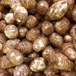 Listas para crecer 10 bombillas Colocasia Esculenta de oreja de elefante Taro Poi Gabi Kalo Eddo Listas para crecer 10 bombillas Colocasia Esculenta de oreja de elefante Taro Poi Gabi Kalo Eddo