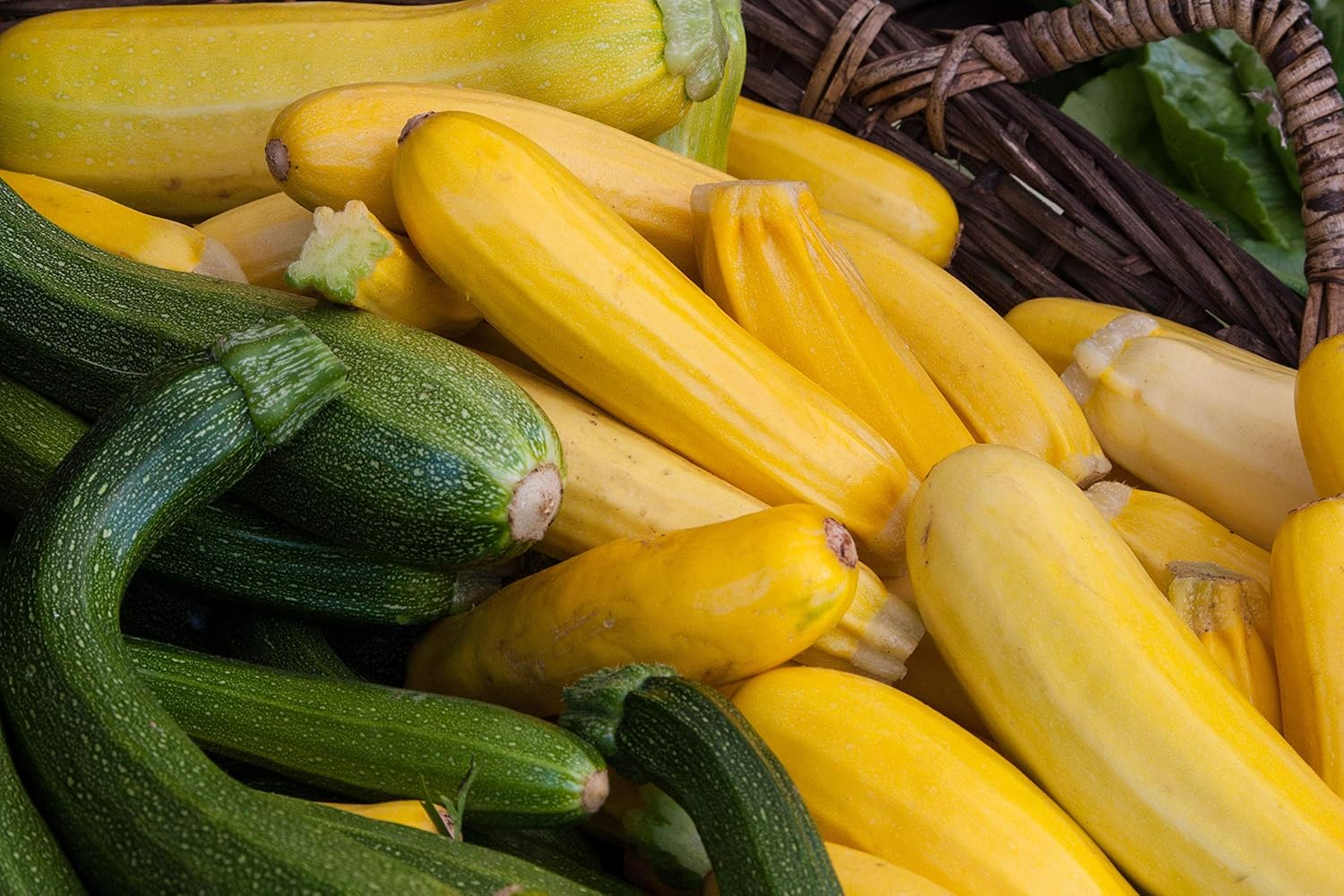 Semillas Calabacín Calabacín Calabacín Calabaza Mezcla de Verano 35 Días Rápido Heirloom Vegetal Sin OMG