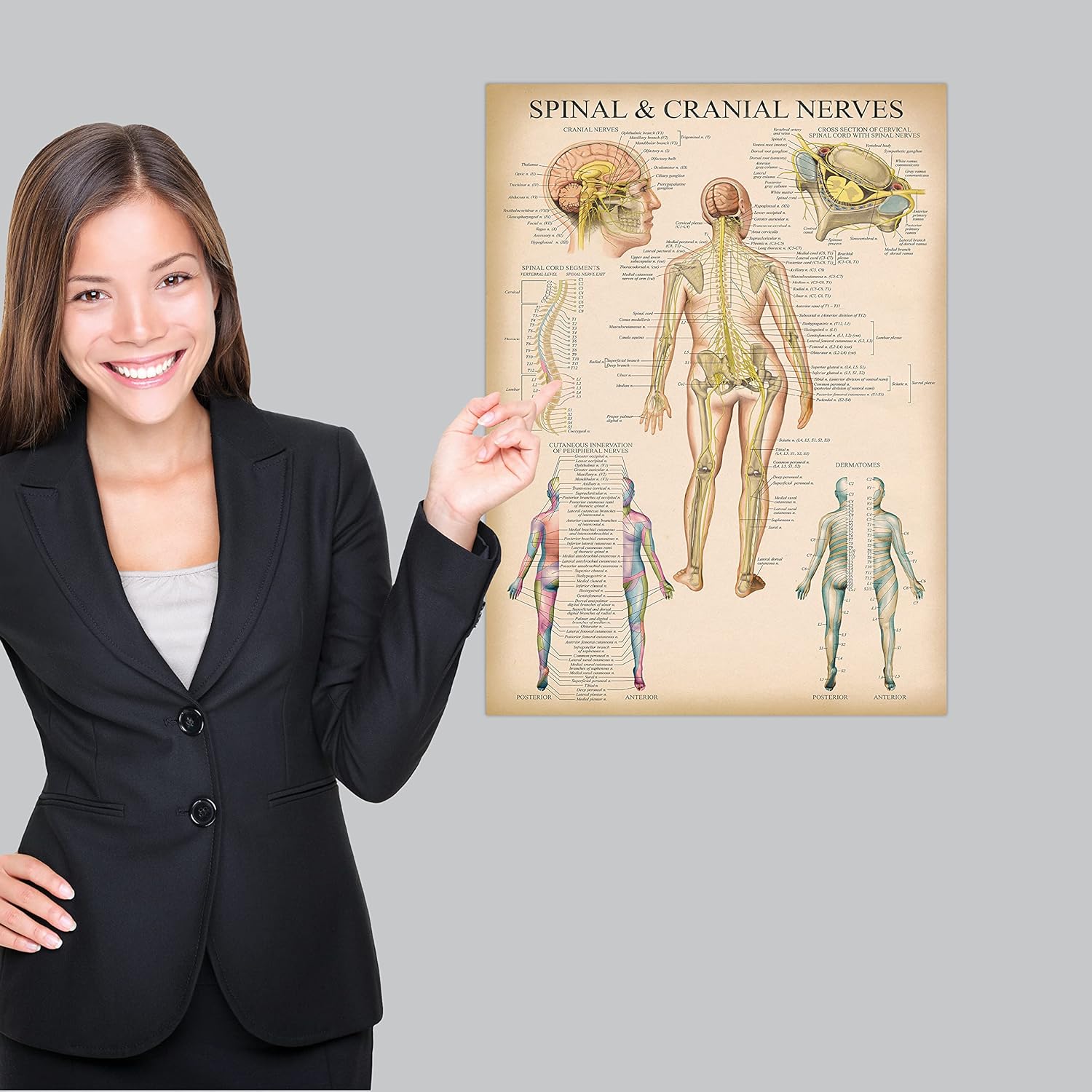Palace Learning Cuadro anatómico vintage de nervios espinales  Póster de anatomía del sistema nervioso craneal y columna vertebral (con dermatomas)