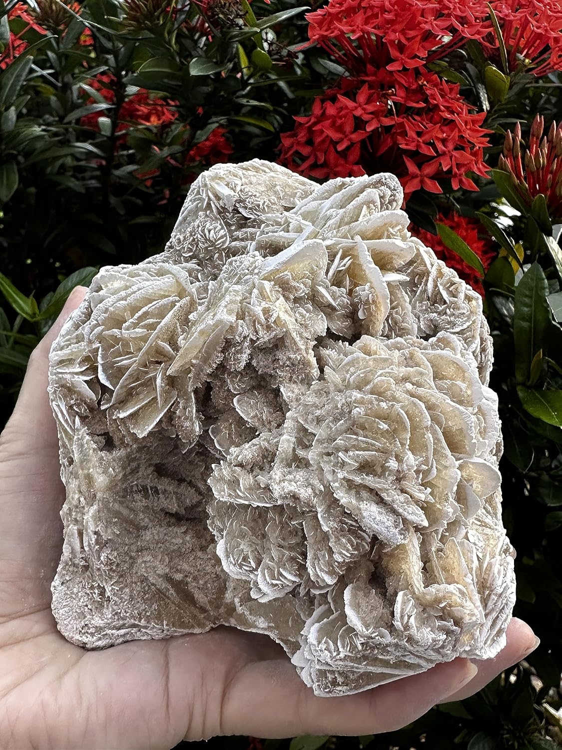 Gran racimo de rosas del desierto, piedras naturales de selenita de rosa del desierto, rosa de yeso del desierto, cristal de rosa de selenita crudo,