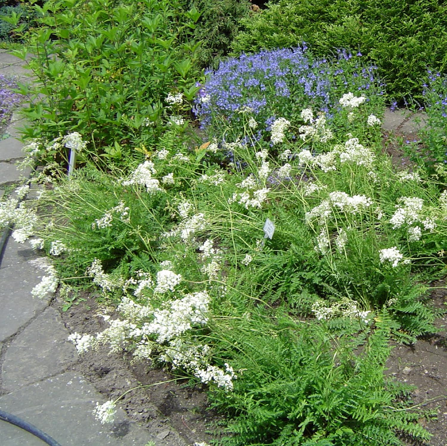 CHUXAY GARDEN 30 semillas Filipendula Vulgaris, Dropwort, Dropwort de hoja de helecho, hermosa planta con flores blancas hierba perenne planta de