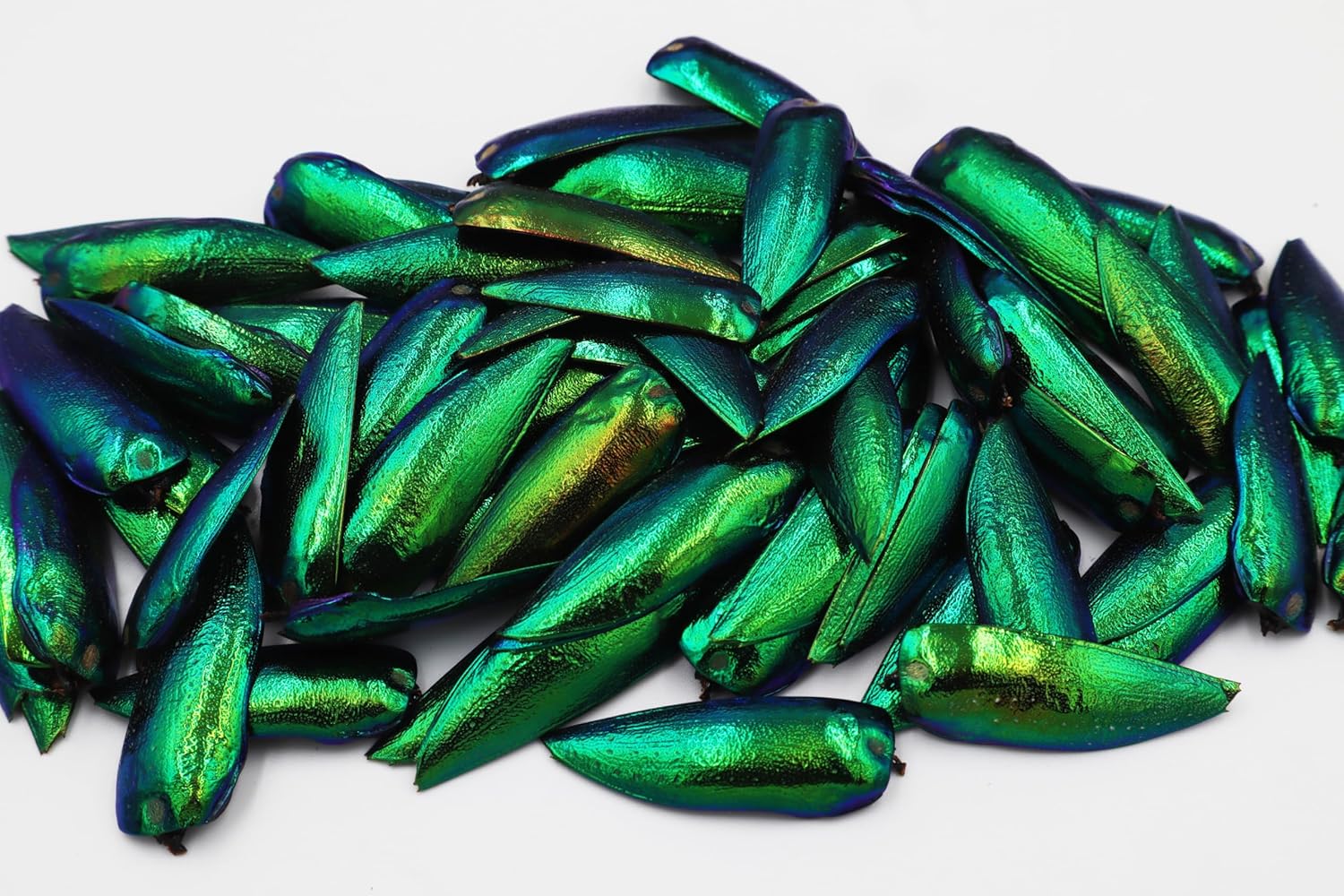 50 piezas de alas de escarabajo con joya verde Sternocera Aequisignata Natural para arte artesanía, ropa, cuentas de costura, diseño de bordado y
