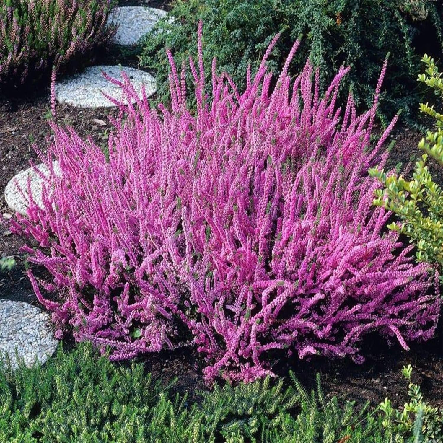 100 semillas de Calluna vulgaris, brezo escocés, cobertura del suelo perenne, atraen abejas y mariposas – QAUZUY GARDEN