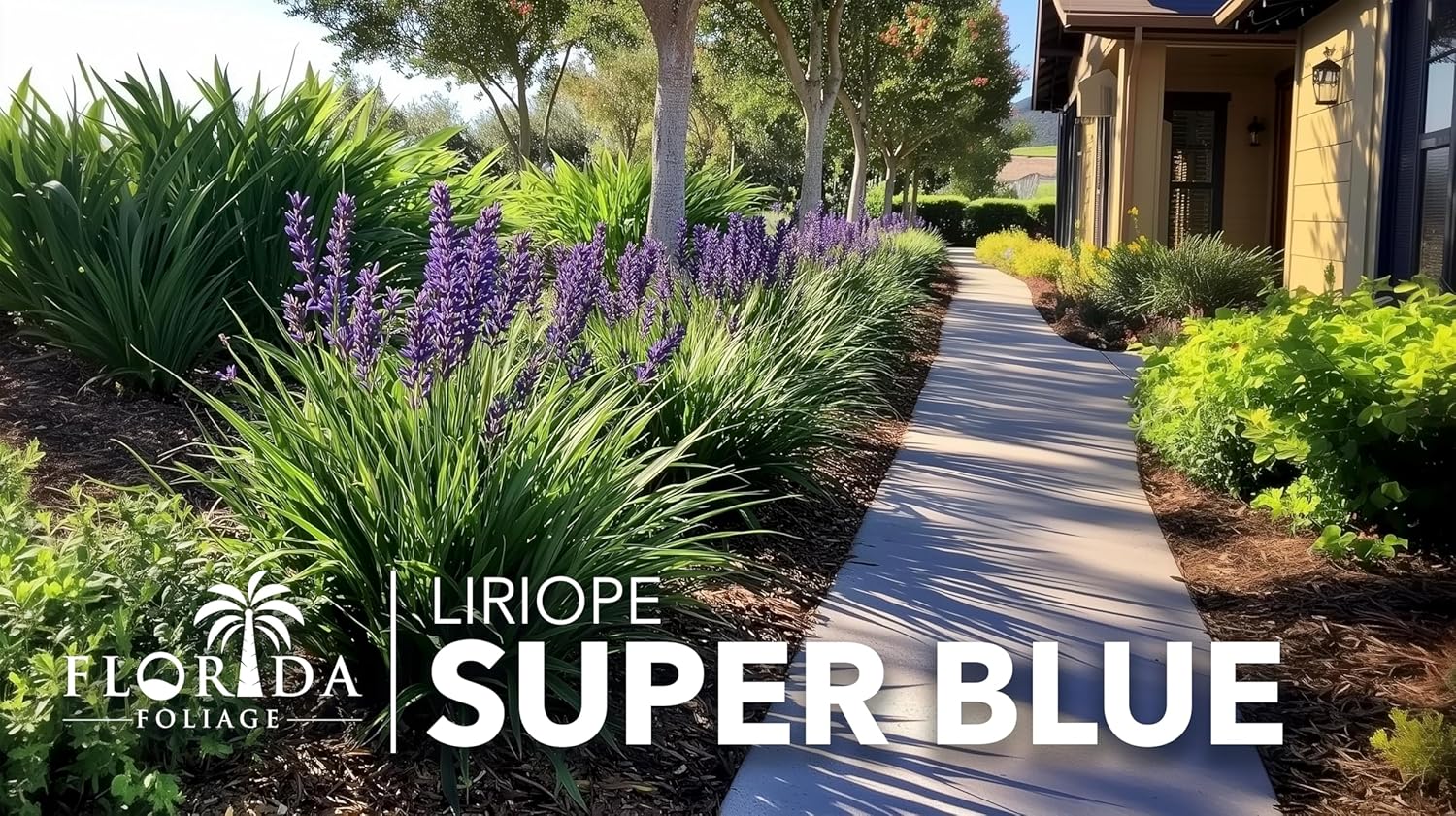 Super Blue Liriope Muscari  Planta de 1 galón grande  Hierba ornamental tolerante a la sequía