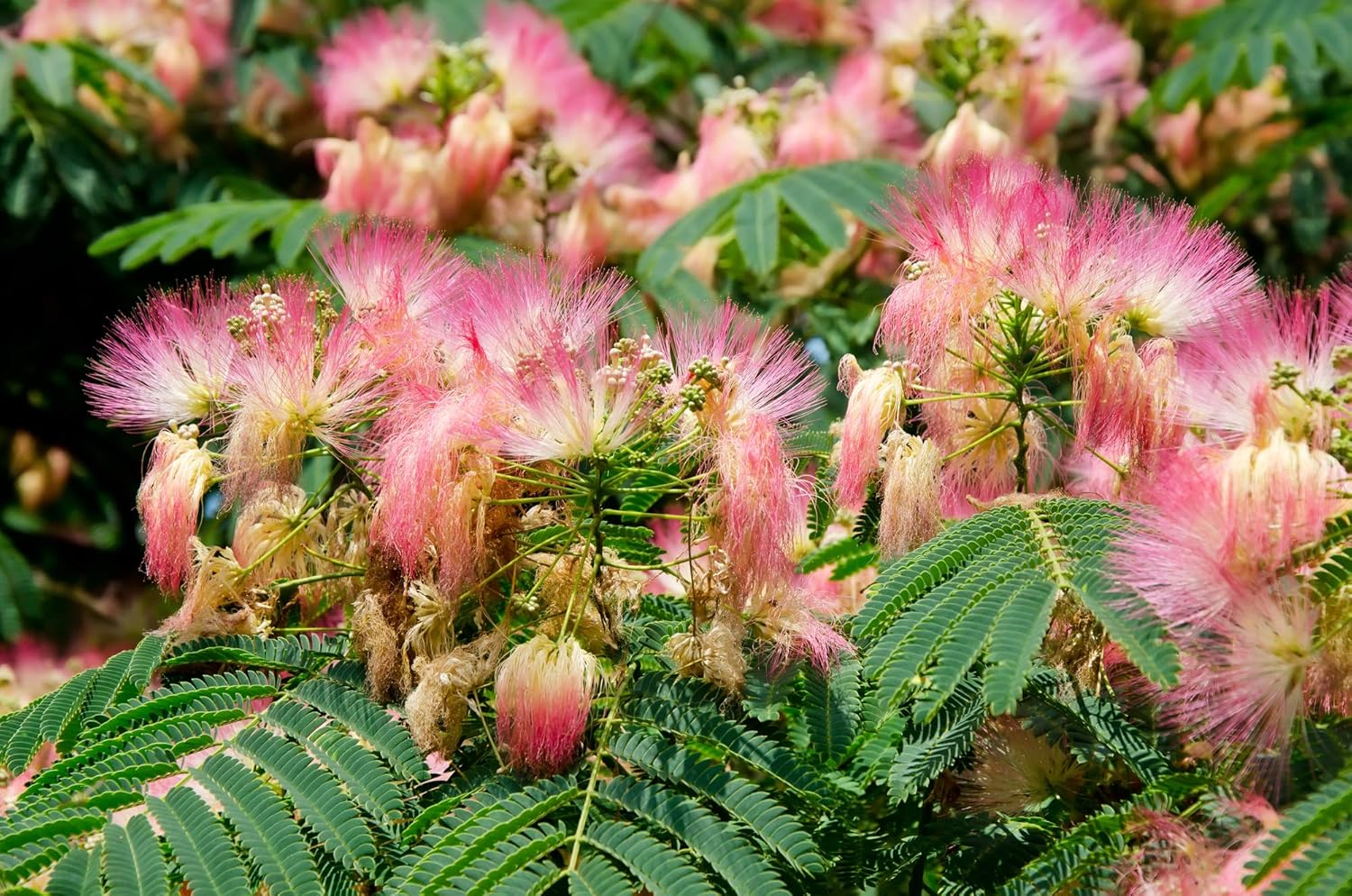 Albizia julibrissin Rosea Árbol de Seda Persa Rosa 30 Semillas (Albizia julibrissin f. rosea)