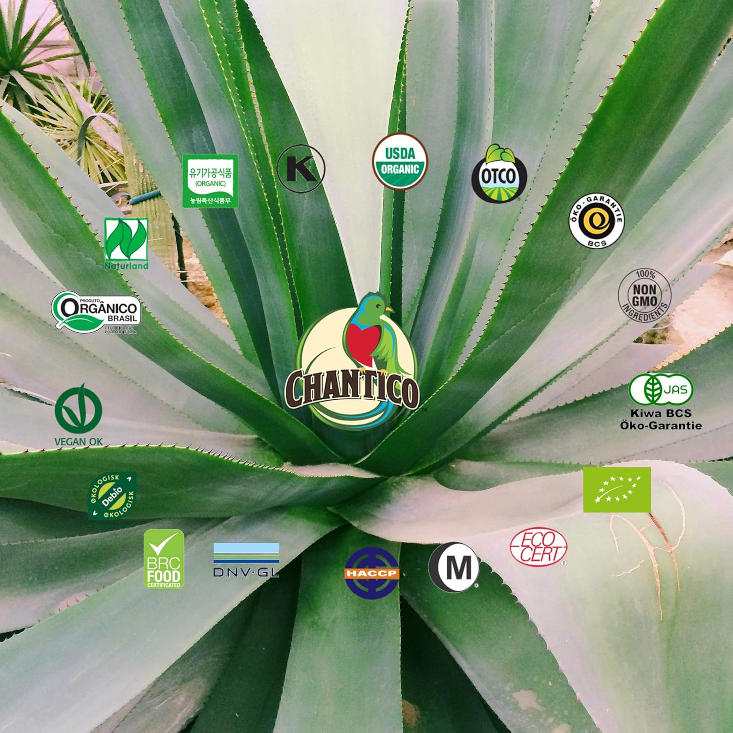 Chantico Edulcorante de agave (paquete variado, 1 botella de cada sabor), sustituto de azúcar natural orgánico con un sabor alimenticio premium,