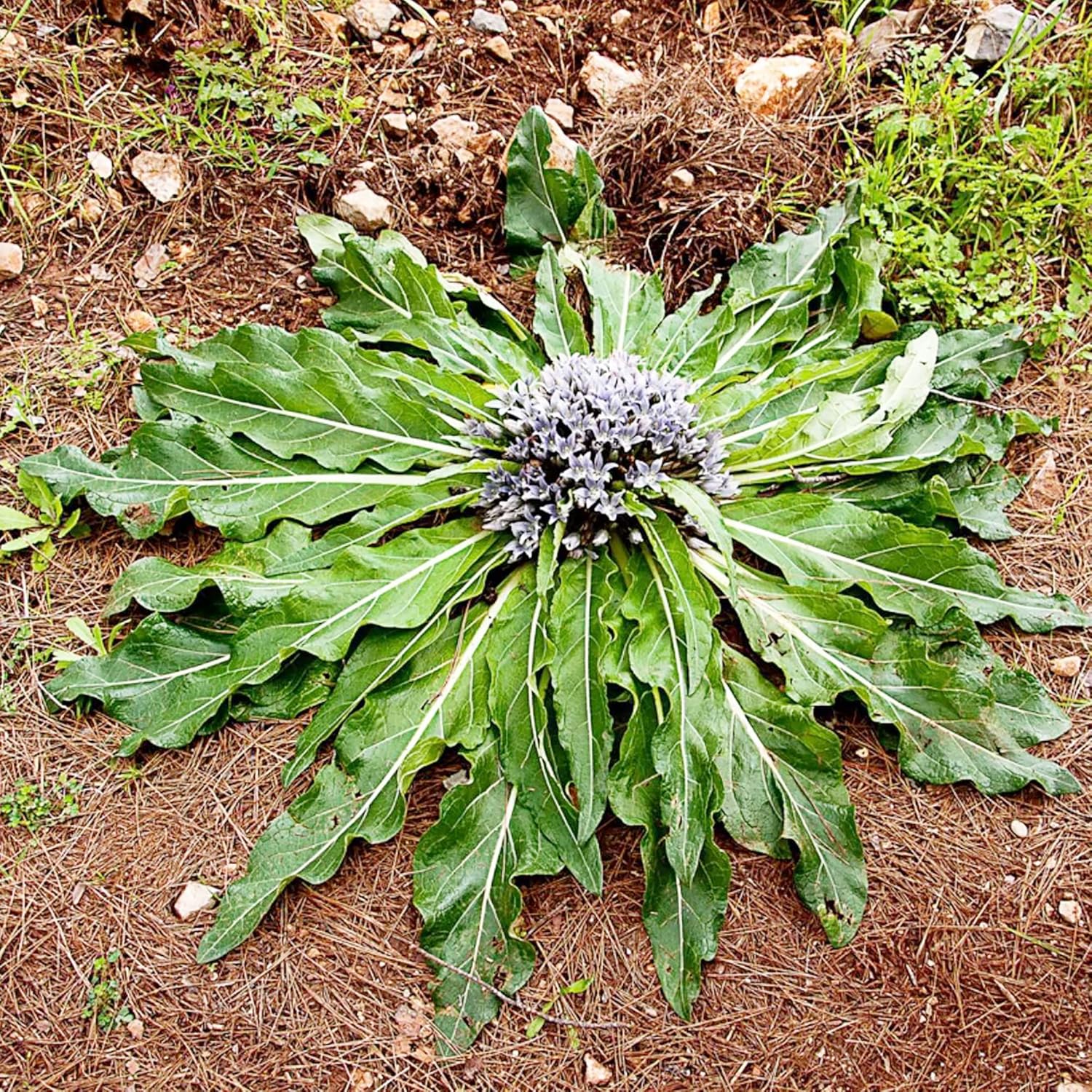 YEGAOL Garden – Semillas de mandrágora Officinarum de hierbas perennes, frutas y bayas, sin OMG, para patio, jardín, exteriores, 20 unidades