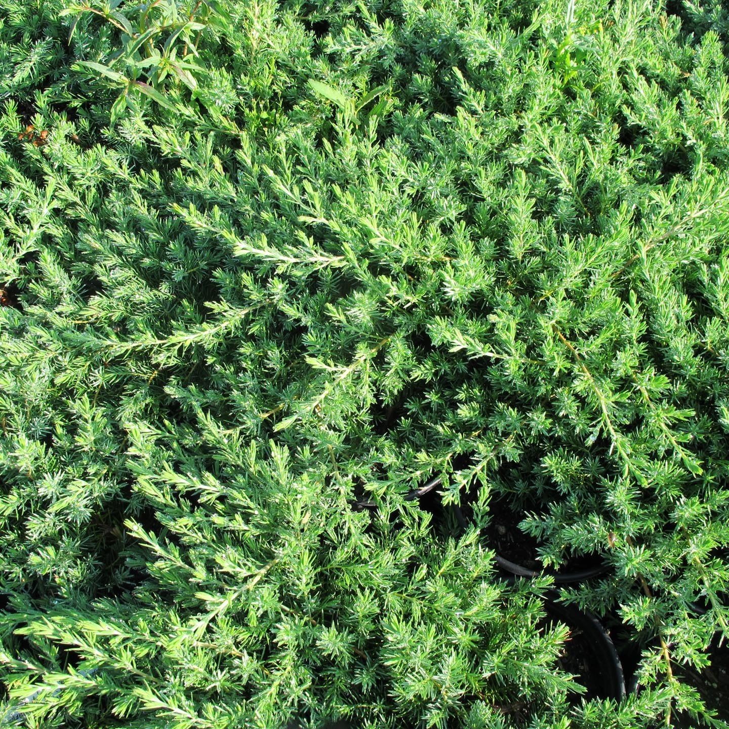 Juniper Blue Pacific – 3 plantas vivas – Tamaño de maceta de 2 pulgadas – Cubierta de suelo de hoja perenne ‘Shore Juniper’