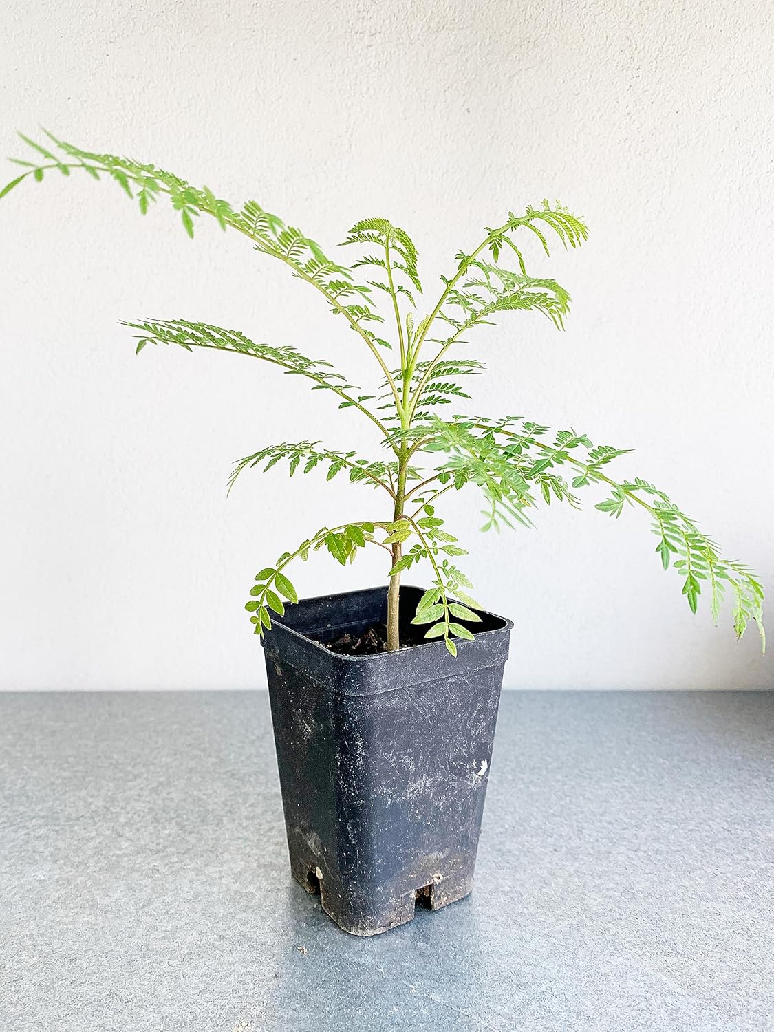 Jacaranda mimosifolia  Árbol de Jacaranda azul  Árbol bonsái de 3 a 4 pulgadas de alto  Planta de inicio