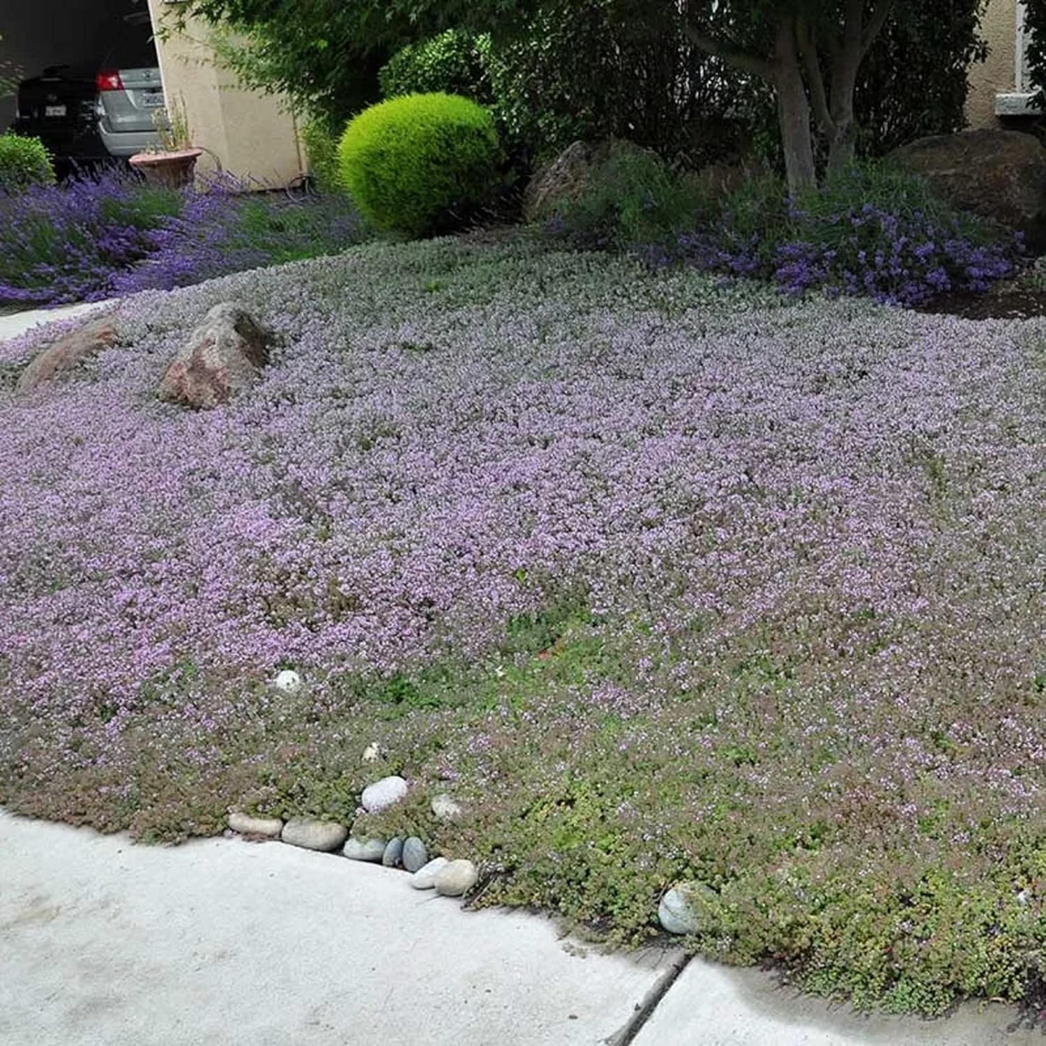 CHUXAY GARDEN Mezcla de 100 semillas de tomillo rastrero Thymus Serpyllum Planta altamente fragante, duradera, resistente, flores silvestres nativas