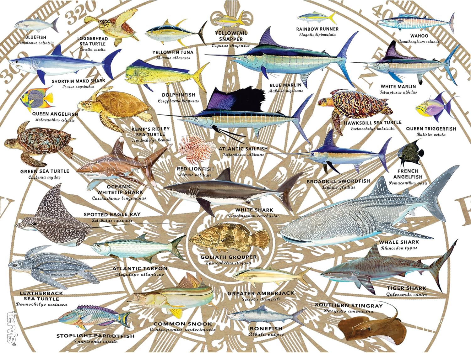 Tervis Vaso aislado Guy Harvey de doble pared hecho en Estados Unidos mantiene las bebidas frías y calientes, 24 onzas, sin tapa, gráficos