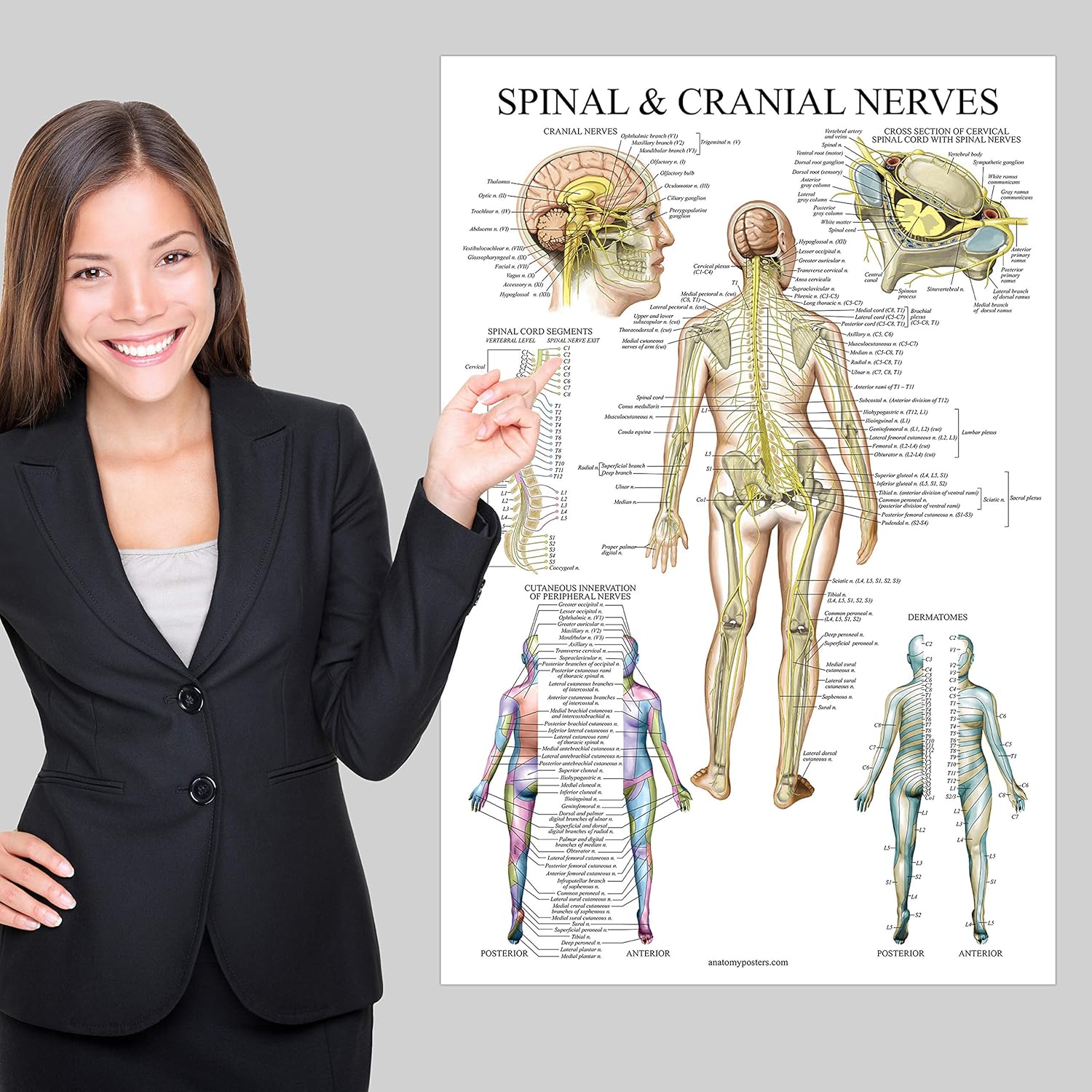Palace Learning Gráfico anatómico de nervios espinales – Póster de anatomía del sistema nervioso craneal y columna vertebral (con dermatomas)