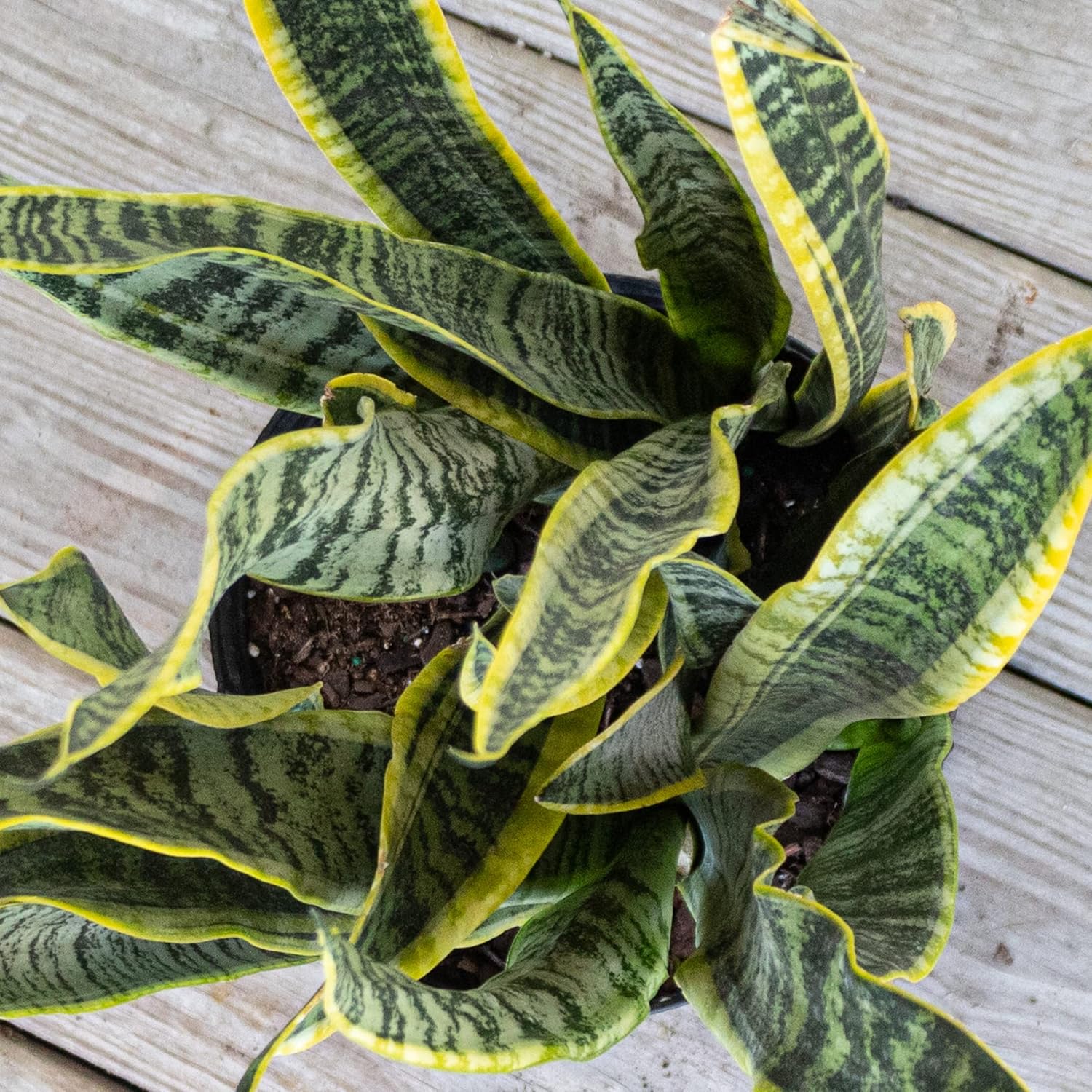 Sansevieria Live Indoor Snake Planta