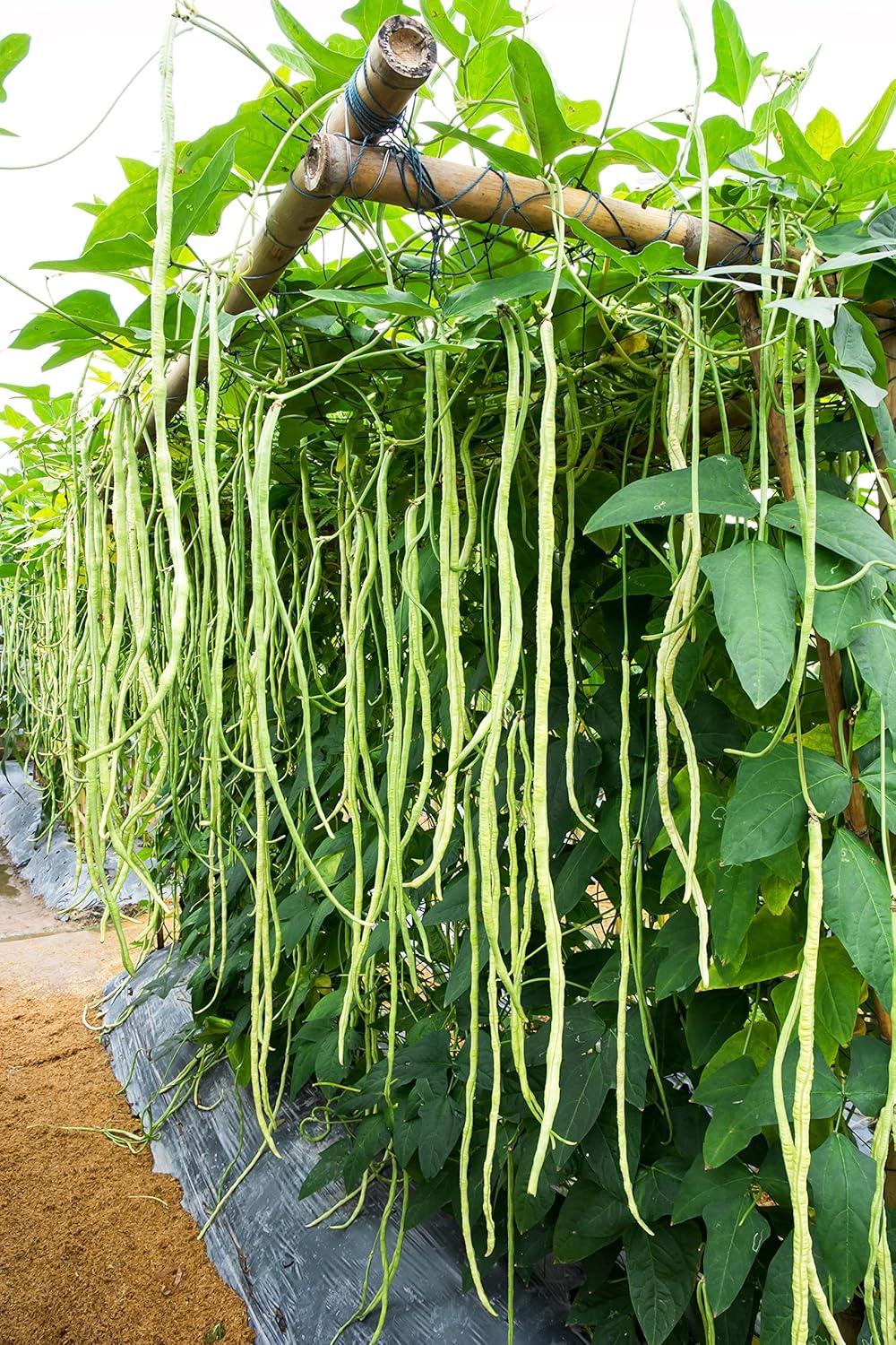 Yard – Semillas de frijol largo, más de 85 semillas, semillas de frijoles largos asiáticos, semillas de frijoles de espárragos, Phaseolus vulgaris,