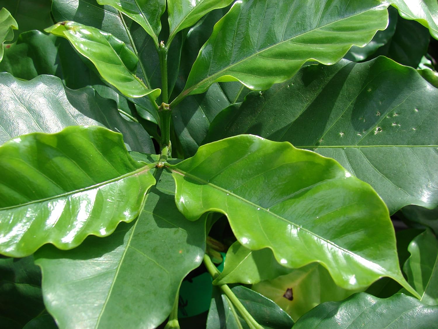 Semillas Árbol de café árabe Enano Montaña Perenne Jardín Flores para Plantar No GMO