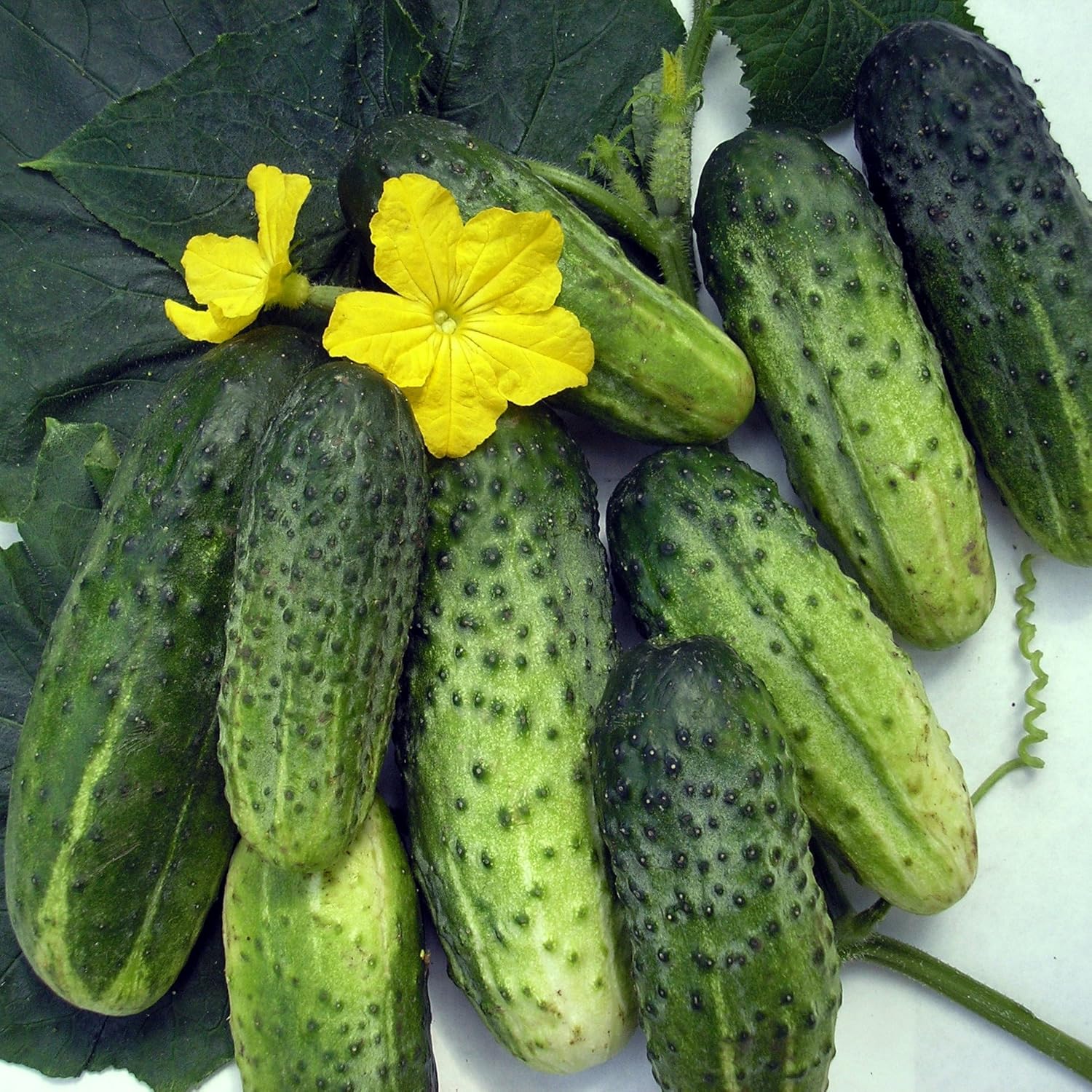 Herencia de Titus de pepino vegetal para decapado 45 días – 20 semillas