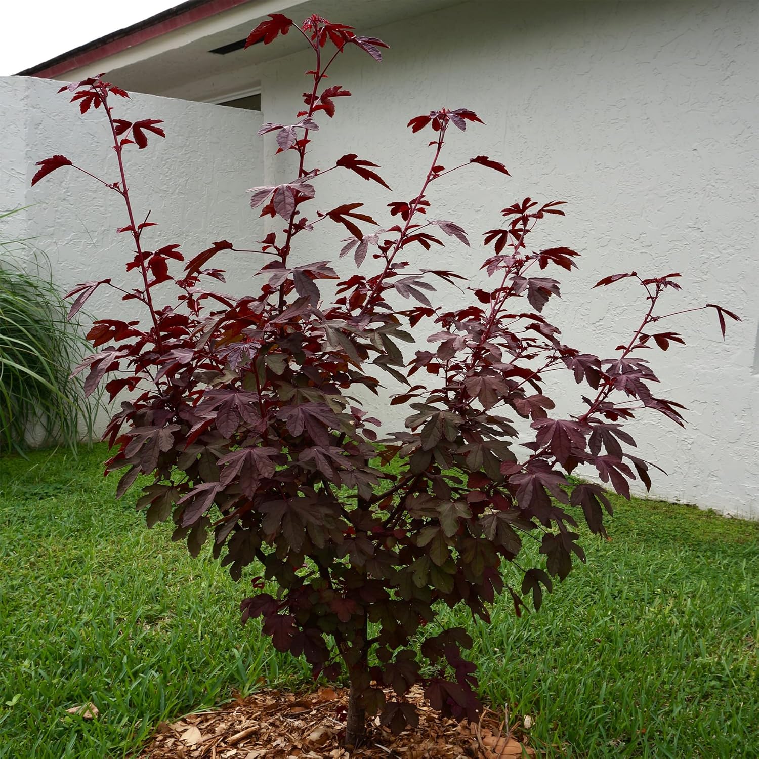 5 Hibiscus Cranberry, Semillas de arándano,Hibiscus Acetosella, Comestibles – QAUZUY GARDEN