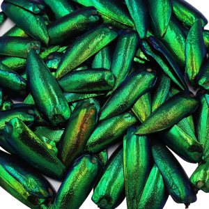 50 piezas de alas de escarabajo con joya verde Sternocera Aequisignata Natural para arte artesanía, ropa, cuentas de costura, diseño de bordado y 50 piezas de alas de escarabajo con joya verde Sternocera Aequisignata Natural para arte artesanía, ropa, cuentas de costura, diseño de bordado y