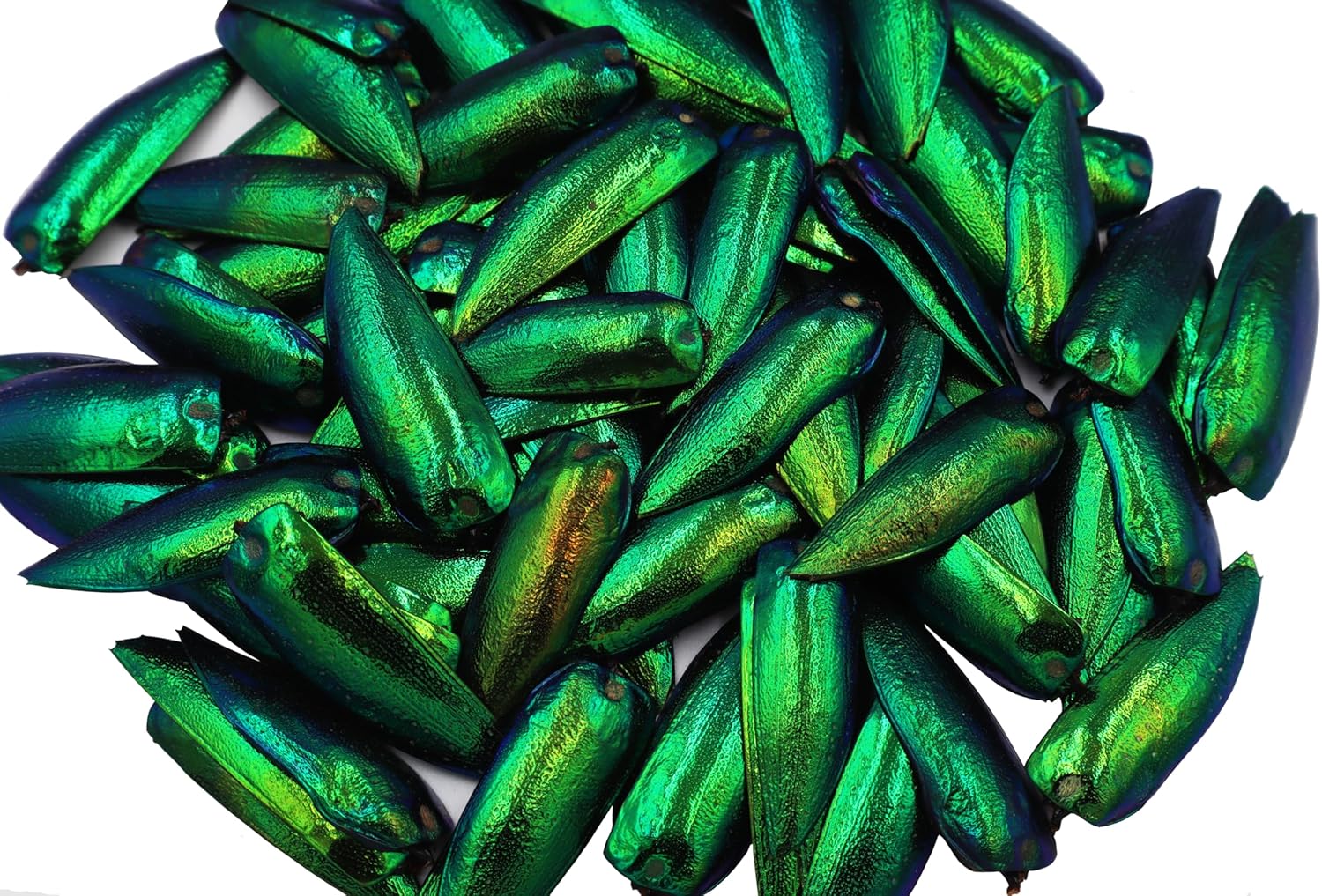 50 piezas de alas de escarabajo con joya verde Sternocera Aequisignata Natural para arte artesanía, ropa, cuentas de costura, diseño de bordado y