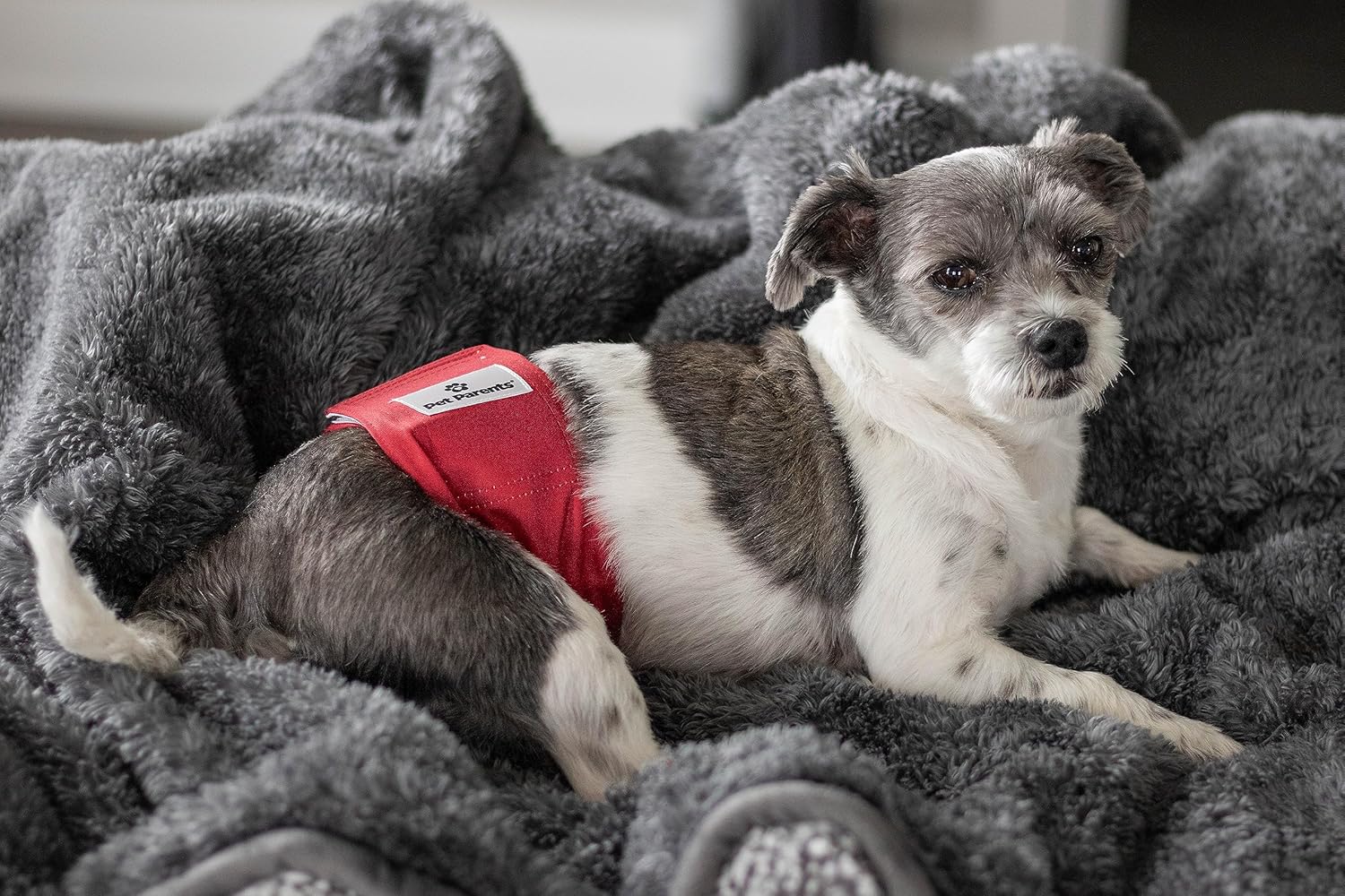 Pet Parents Bandas para el vientre lavables de alta calidad para perros machos y extensores, (paquete de 3) de pañales para perros machos y bandas