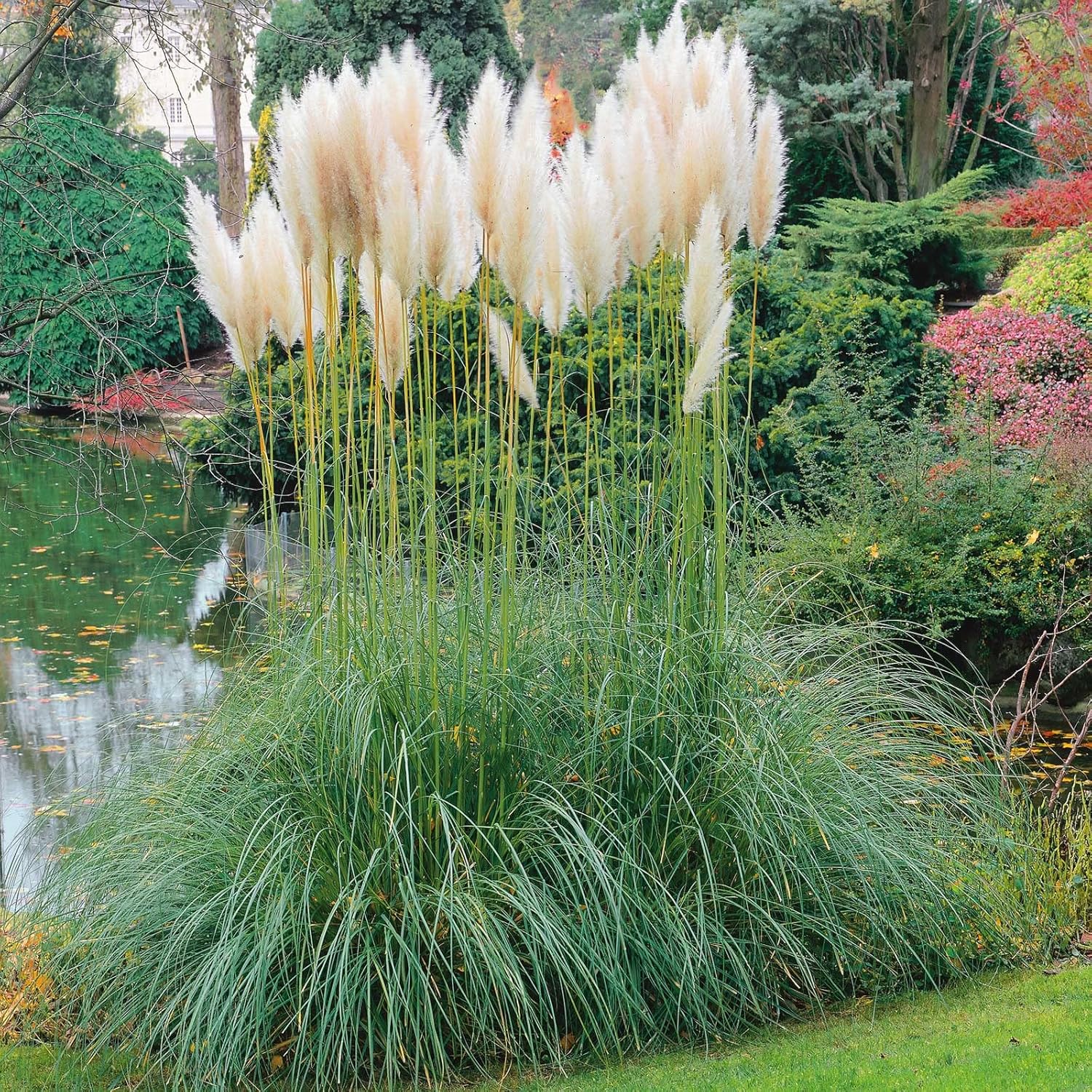 Semillas de césped – Pampas Plume White – Paquete – Semillas de hierba blanca, fáciles de cultivar y mantener, crecimiento rápido, jardín en