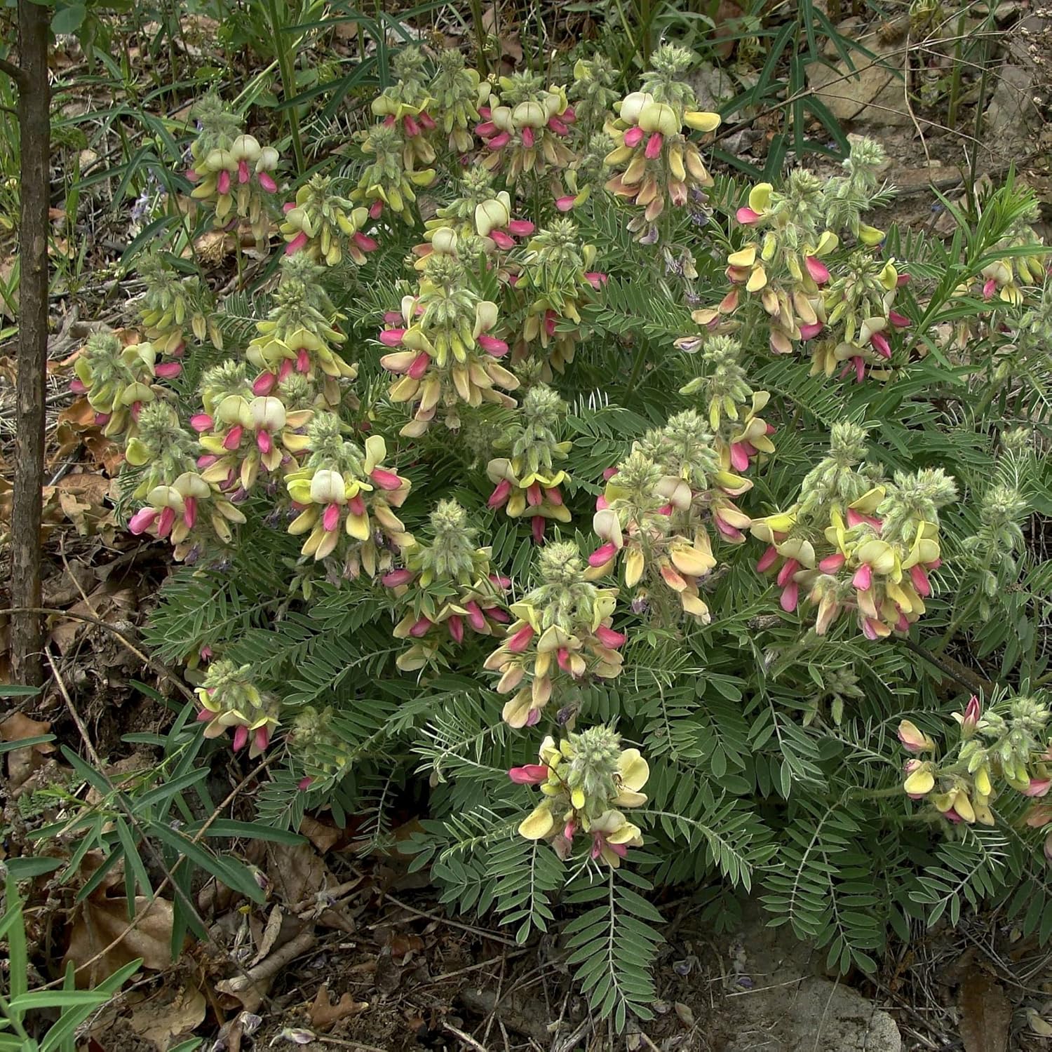 CHUXAY GARDEN 30 semillas Tephrosia Virginiana, Goat-rue, Goat’s rue, Catgut, Rabbit Pea, Virginia Tephrosia Perenne Dicot Aspecto plateado Plantas