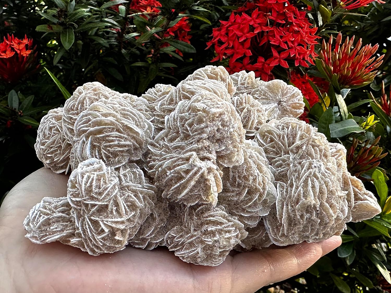 Gran racimo de rosas del desierto, piedras naturales de selenita de rosa del desierto, rosa de yeso del desierto, cristal de rosa de selenita crudo,