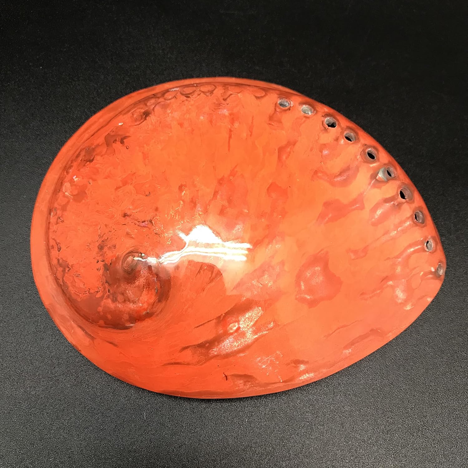PEPPERLONELY 1 unidad de conchas marinas de abulón Midas naranja oscuro pulidas para decoración y exhibición del hogar, 5 pulgadas  5-12 pulgadas