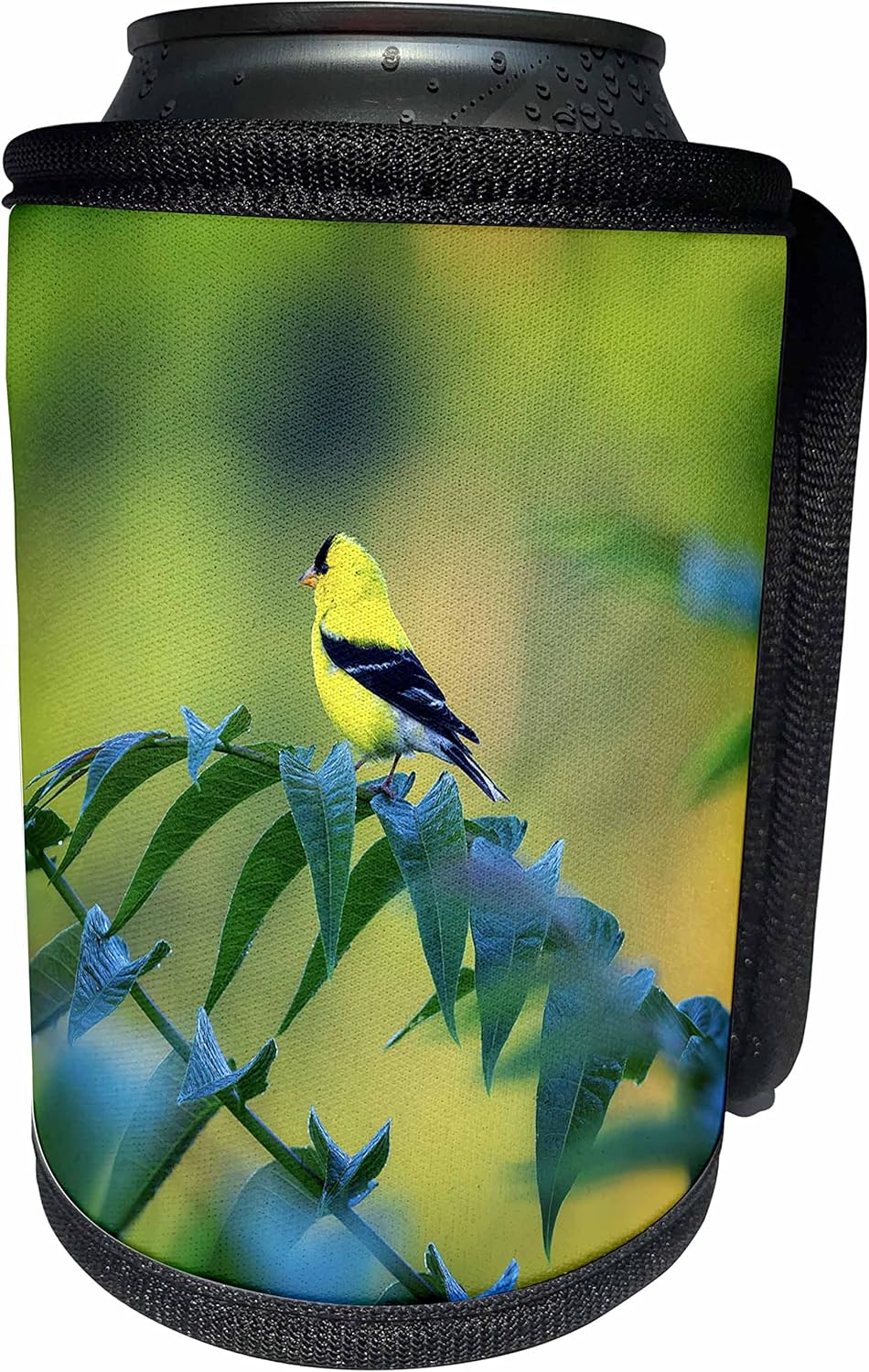 3dRose Yellow and Black bird sitting on tren limb – Can Cooler Bottle Wrap (cc_351708_1)