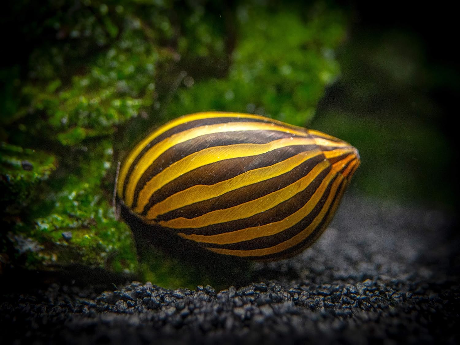 Aquatic Arts 3 caracoles neritas cebra vivos, filtro de sustrato más transparenteacuario, seguro en tanques de peces de agua dulce TetraGuppyBetta