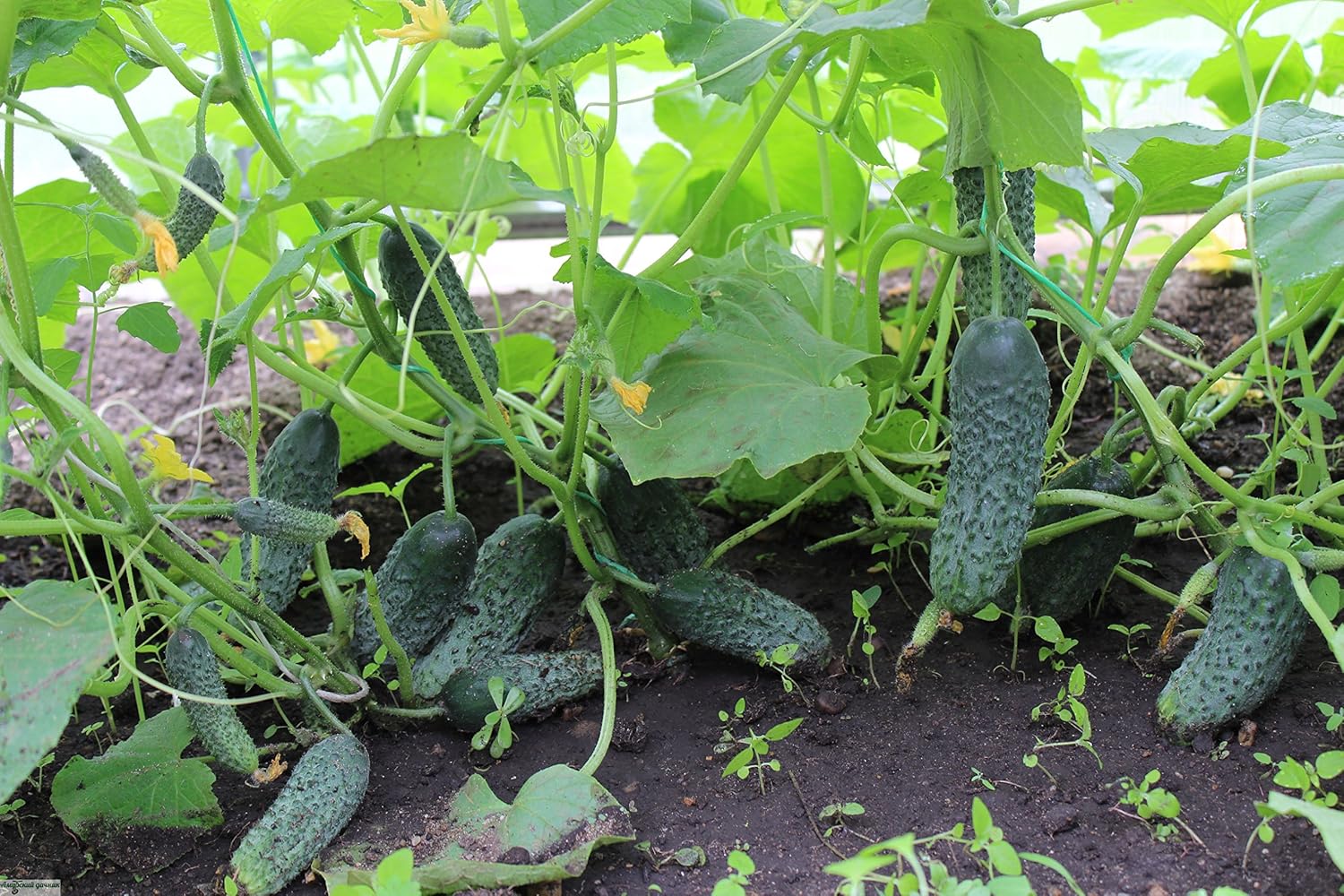 Herencia de Titus de pepino vegetal para decapado 45 días – 20 semillas