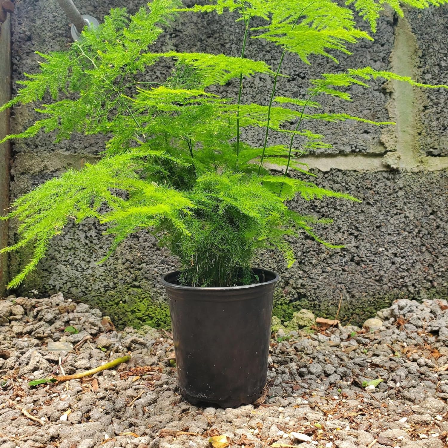 CHUXAY GARDEN Semilla de helecho espárragos 7 semillas espárragos densiflorus planta de interior de hoja perenne llamativa planta de paisajismo
