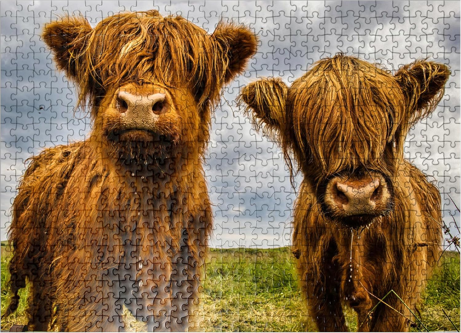 Two Highland Cows – Rompecabezas prémium de 500 piezas para adultos