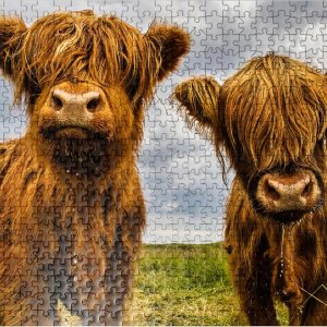 Two Highland Cows – Rompecabezas prémium de 500 piezas para adultos Two Highland Cows – Rompecabezas prémium de 500 piezas para adultos