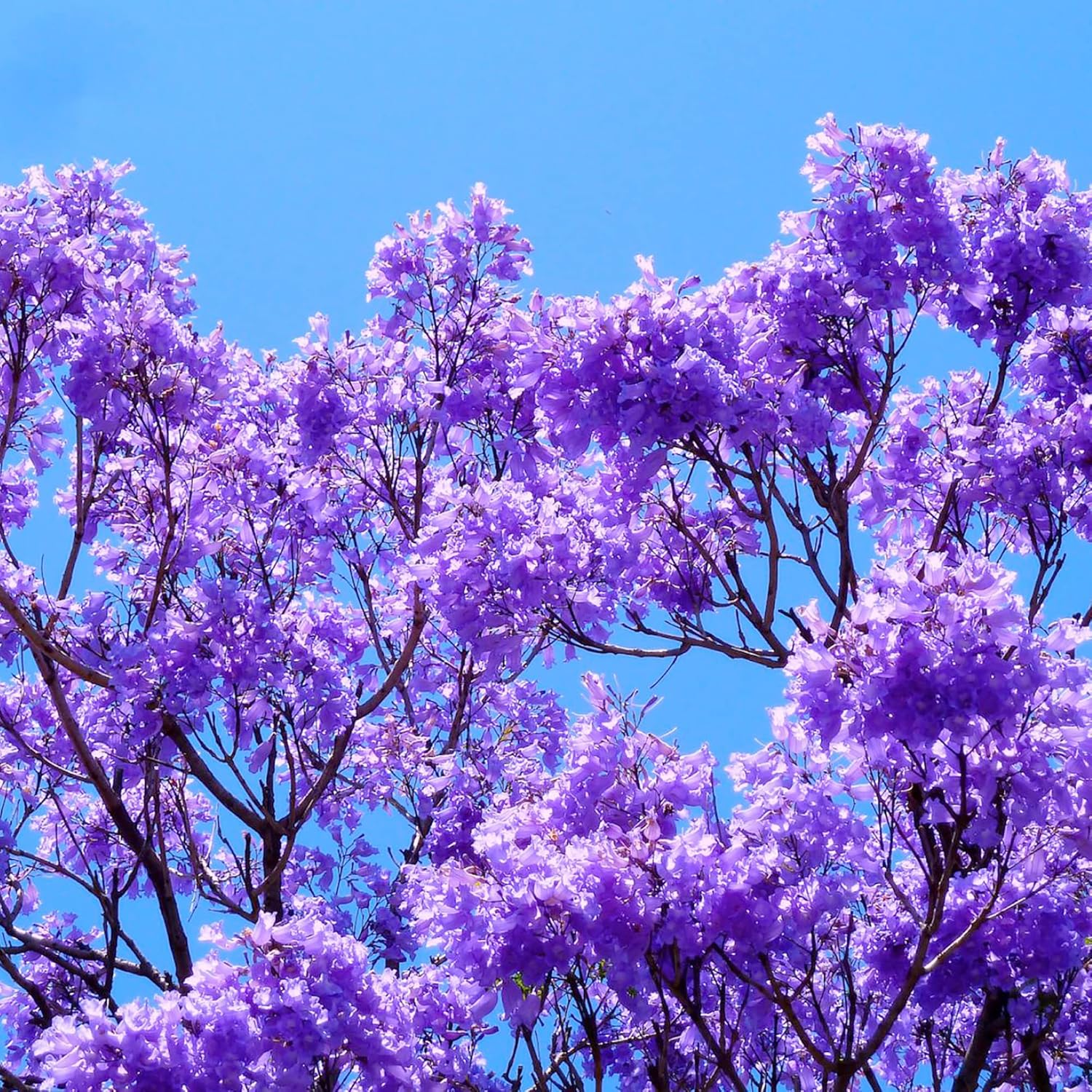 YEGAOL Garden – Semillas azules de jacaranda mimosifolia, impresionante árbol ornamental, flores azules vibrantes, tolerantes a la sequía, bajo