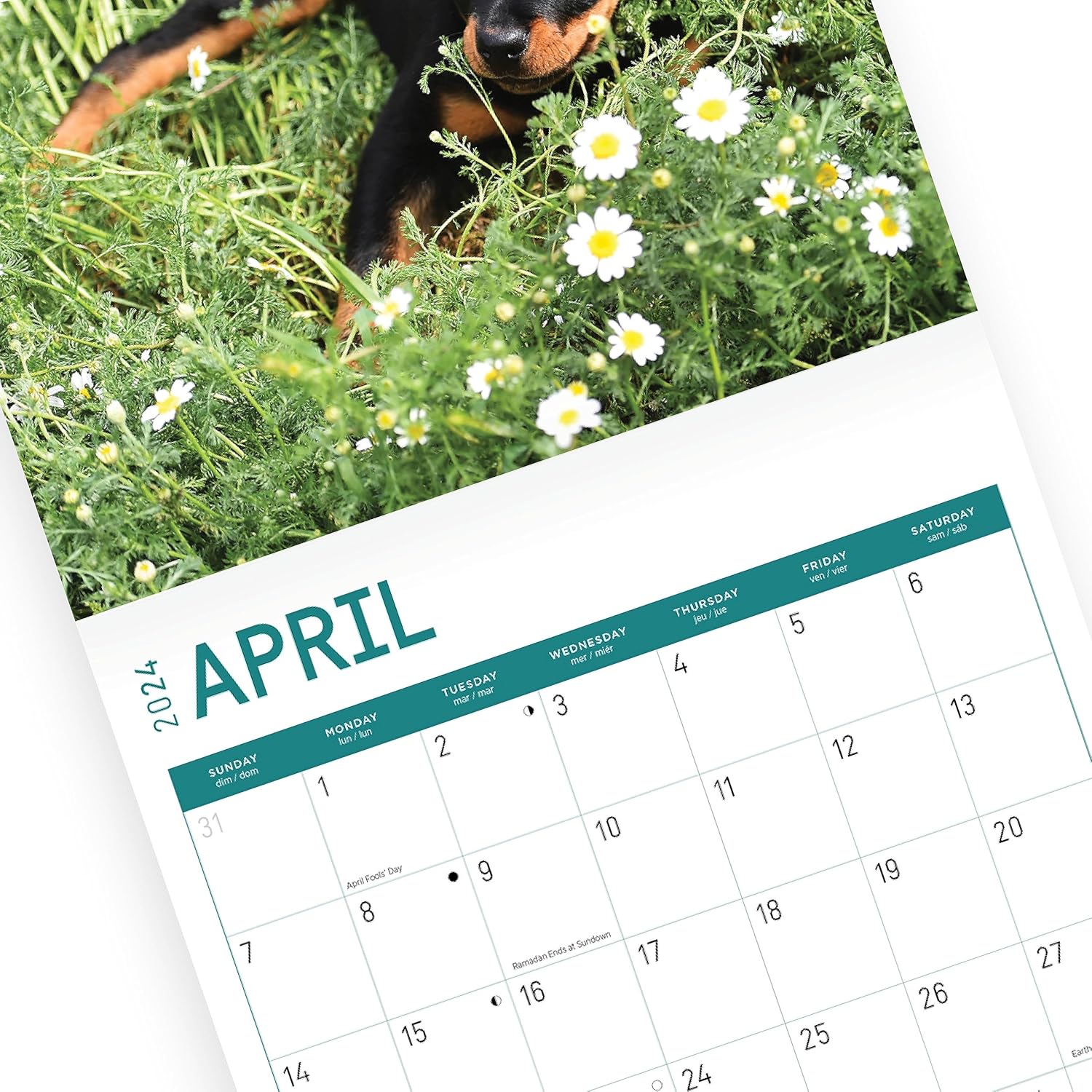 Bright Day – Calendario mensual de pared de cachorros Rottweiler 2024, 12 x 12 pulgadas
