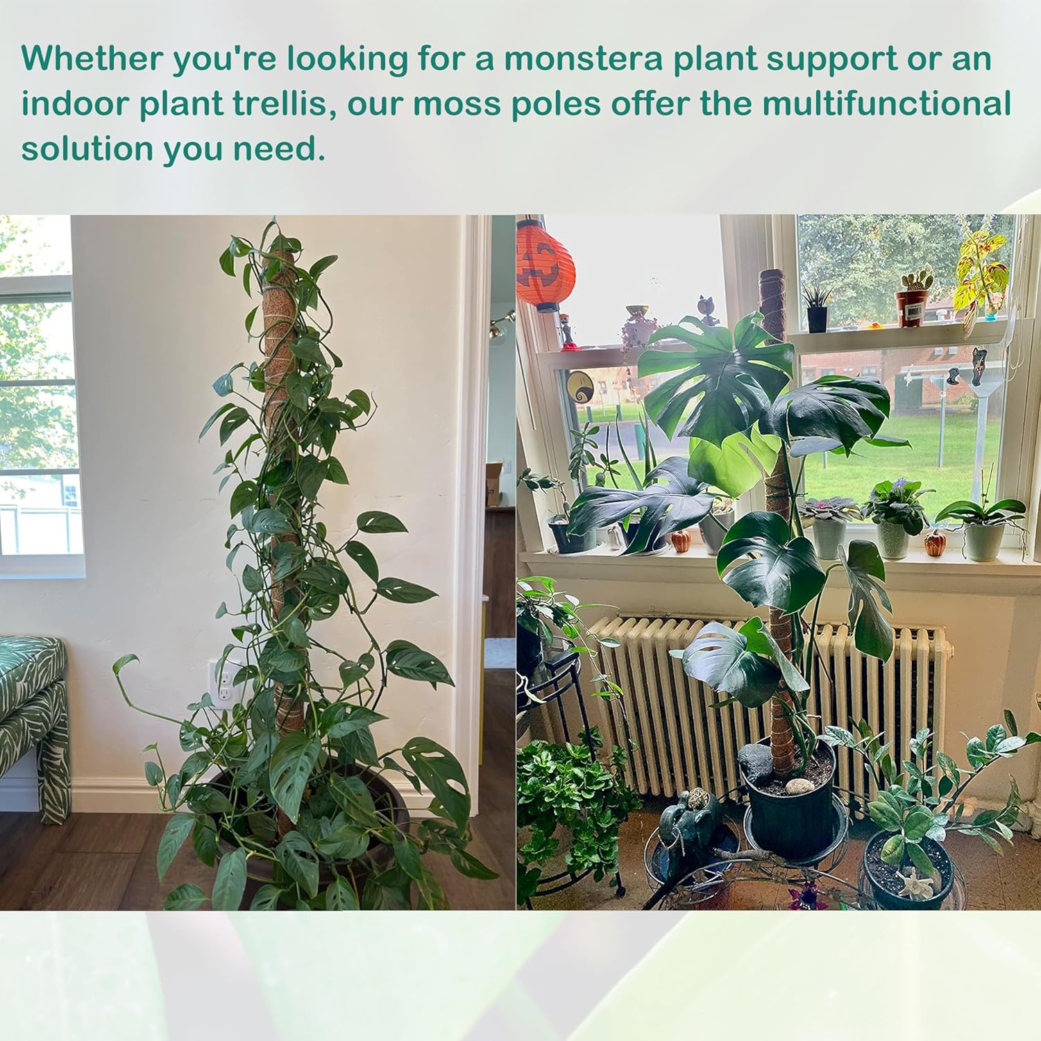 Poste de musgo de 63 pulgadas para plantas Monstera, paquete de 4 postes de musgo de 19.9 pulgadas para plantas trepadoras, estacas para plantas de
