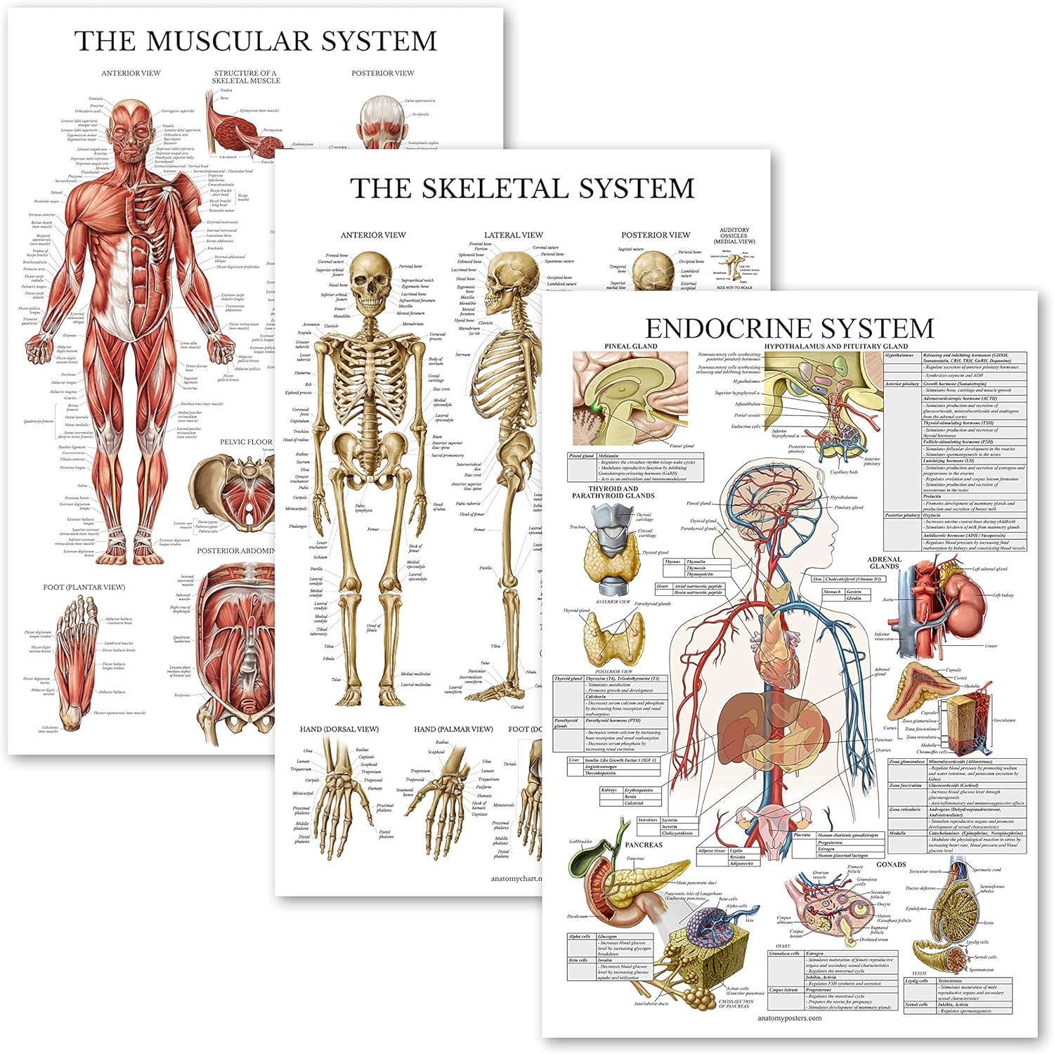 Palace Learning Paquete de 3 carteles de anatomía muscular, esqueleto y sistema endocrino, gráficos anatómicos del sistema muscular y esquelético,