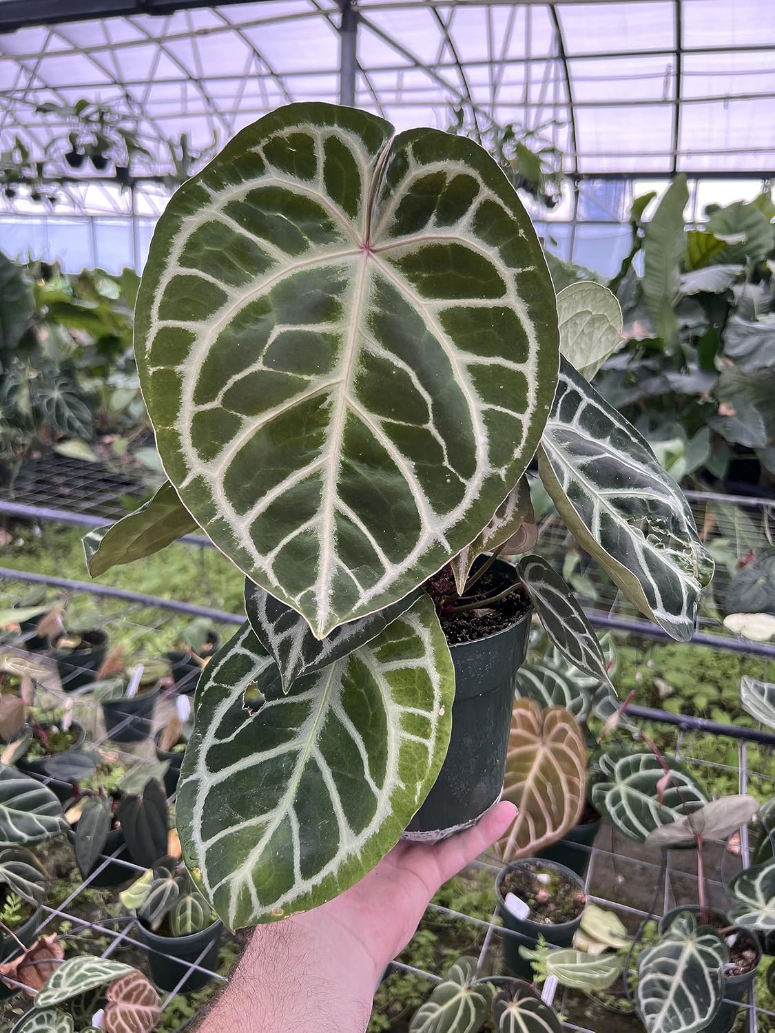 Fibra de helecho arbóreo de Nueva Zelanda de primera calidad (sin escombros), medio de cultivo y sustrato de reptil, natural, orgánico, de larga